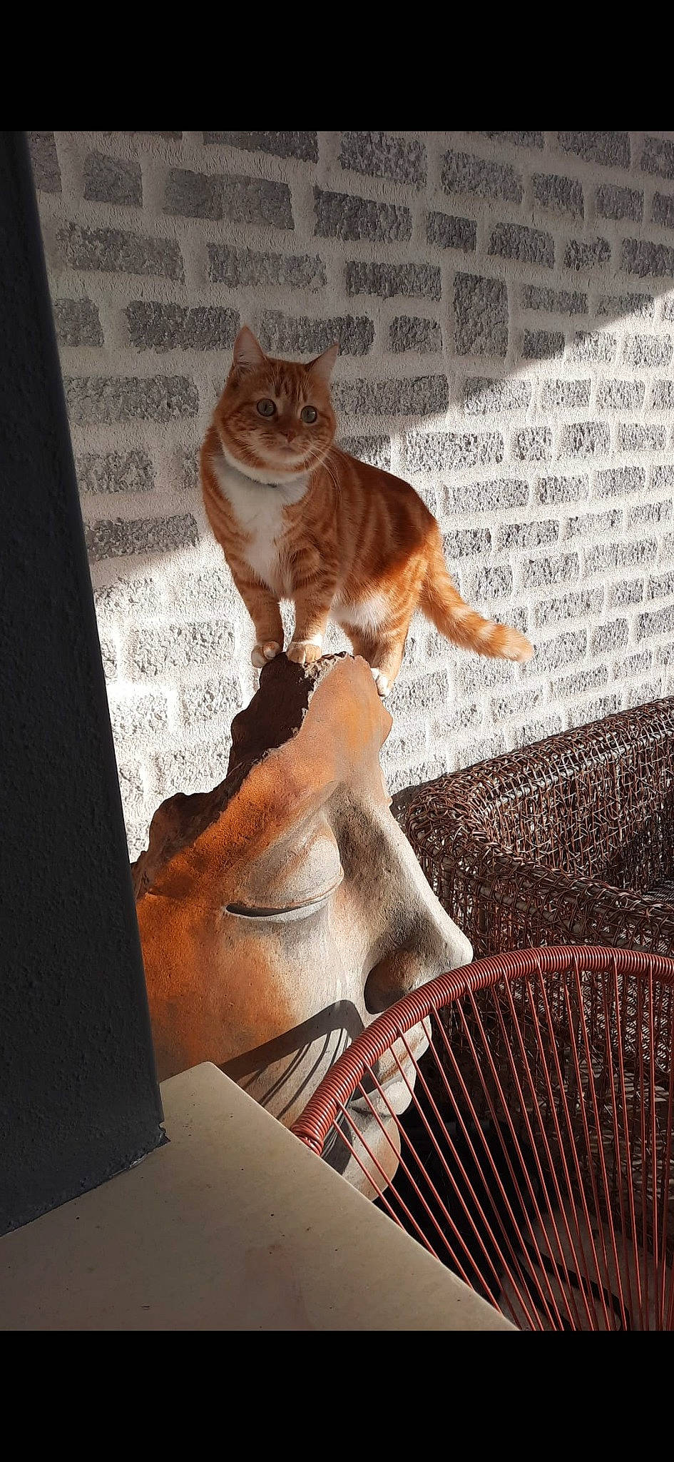 Choupette a rejoint le concours — aidez-le/la à gagner de superbes lots ! art, carnivore, cat, domestic_short_haired_cat, fawn, felidae, flooring, folk_instrument, fur, metal, paw, plant, room, sitting, small_to_medium_sized_cats, stairs, tail, whiskers, window, wood