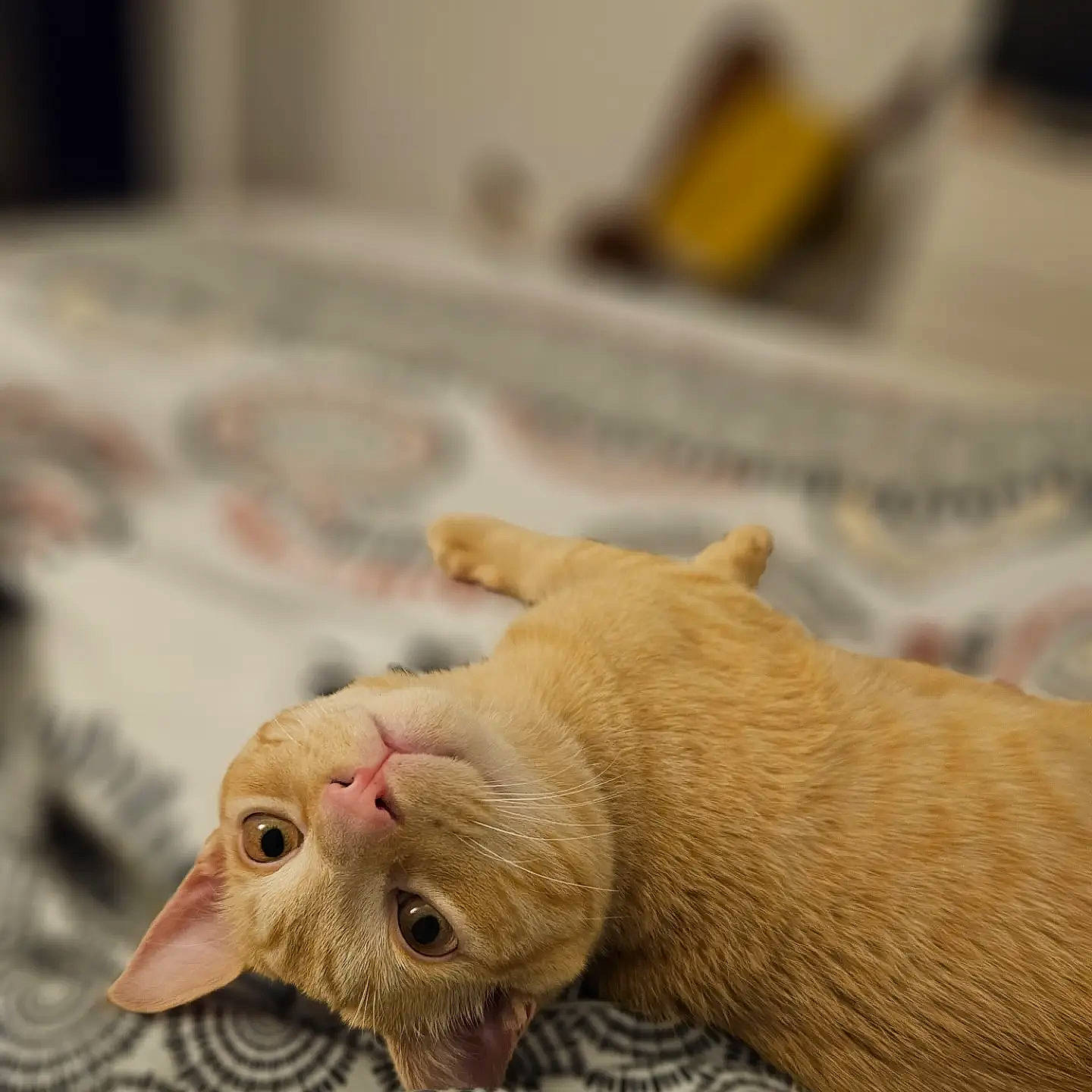 Triumph participe au concours pour gagner de l'argent avec cette photo : carnivore, cat, claw, comfort, domestic_short_haired_cat, fang, fawn, felidae, fur, nail, paw, small_to_medium_sized_cats, snout, terrestrial_animal, whiskers, wrinkle