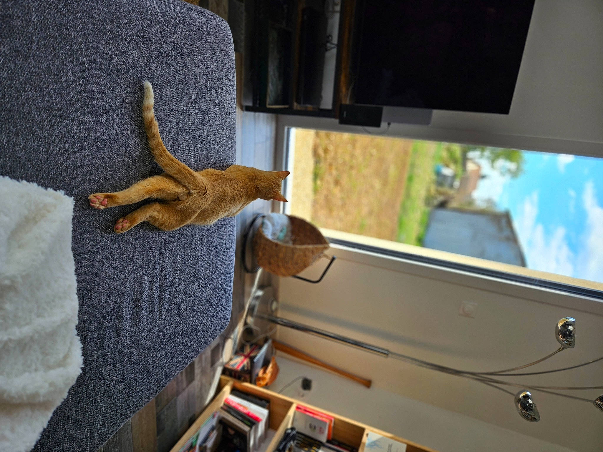 Triumph participe au concours pour gagner de l'argent avec cette photo : auto_part, automotive_exterior, automotive_mirror, automotive_window_part, bumper, car_seat, carnivore, comfort, companion_dog, dog, fawn, fur, machine, motor_vehicle, plant, tail, vehicle, vehicle_door, windshield, wood