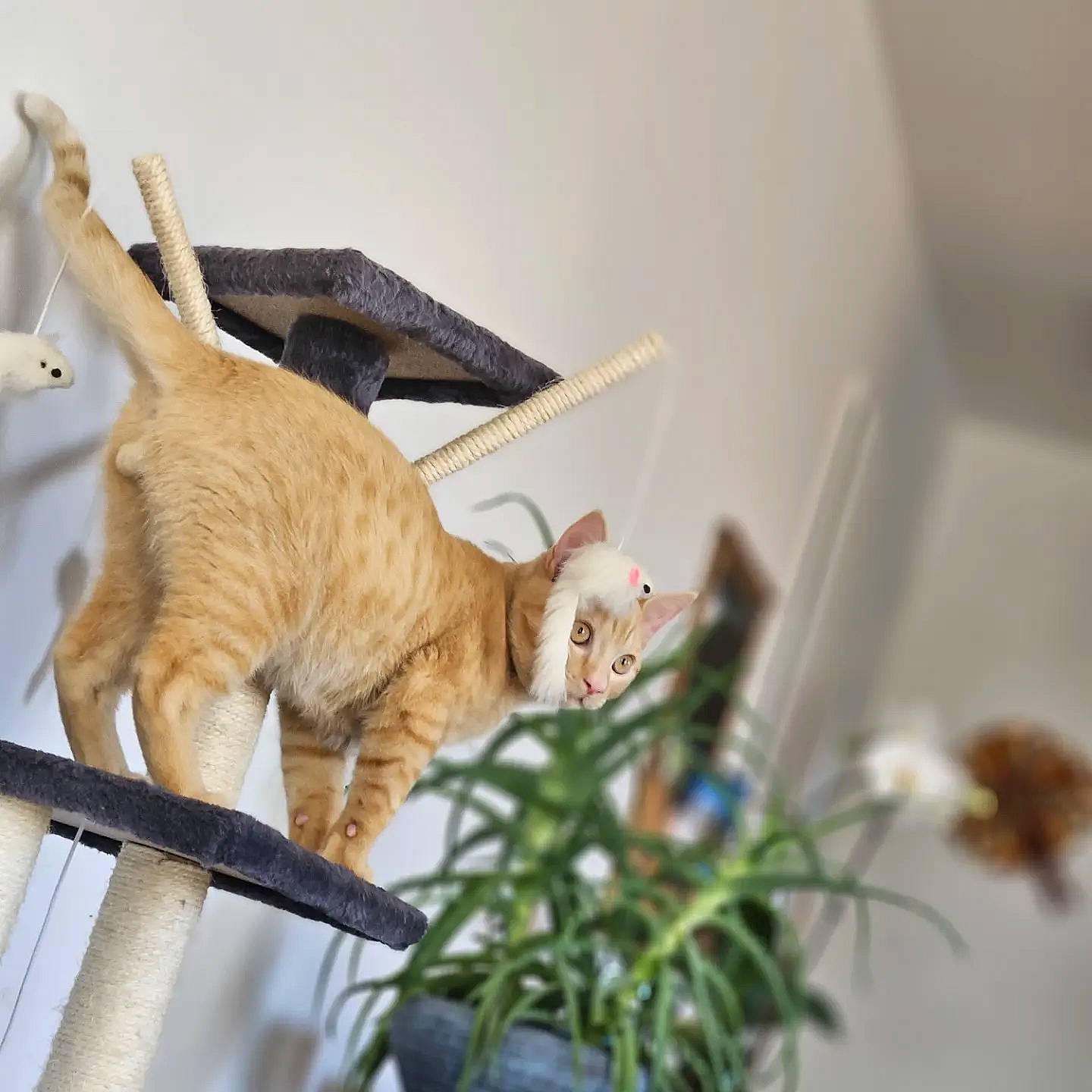 Triumph participe au concours pour gagner de l'argent avec cette photo : carnivore, cat, claw, comfort, domestic_short_haired_cat, fawn, felidae, flowerpot, fur, houseplant, paw, plant, room, small_to_medium_sized_cats, snout, tail, toy, twig, whiskers, wood