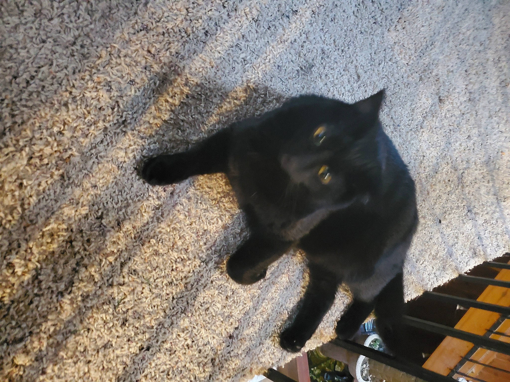 Remington joined the competition — help win amazing prizes! black_cat, bombay, carnivore, cat, dog_breed, domestic_short_haired_cat, felidae, fur, grass, plant, road_surface, shadow, small_to_medium_sized_cats, snout, sporting_group, tail, terrestrial_animal, tints_and_shades, tree, whiskers