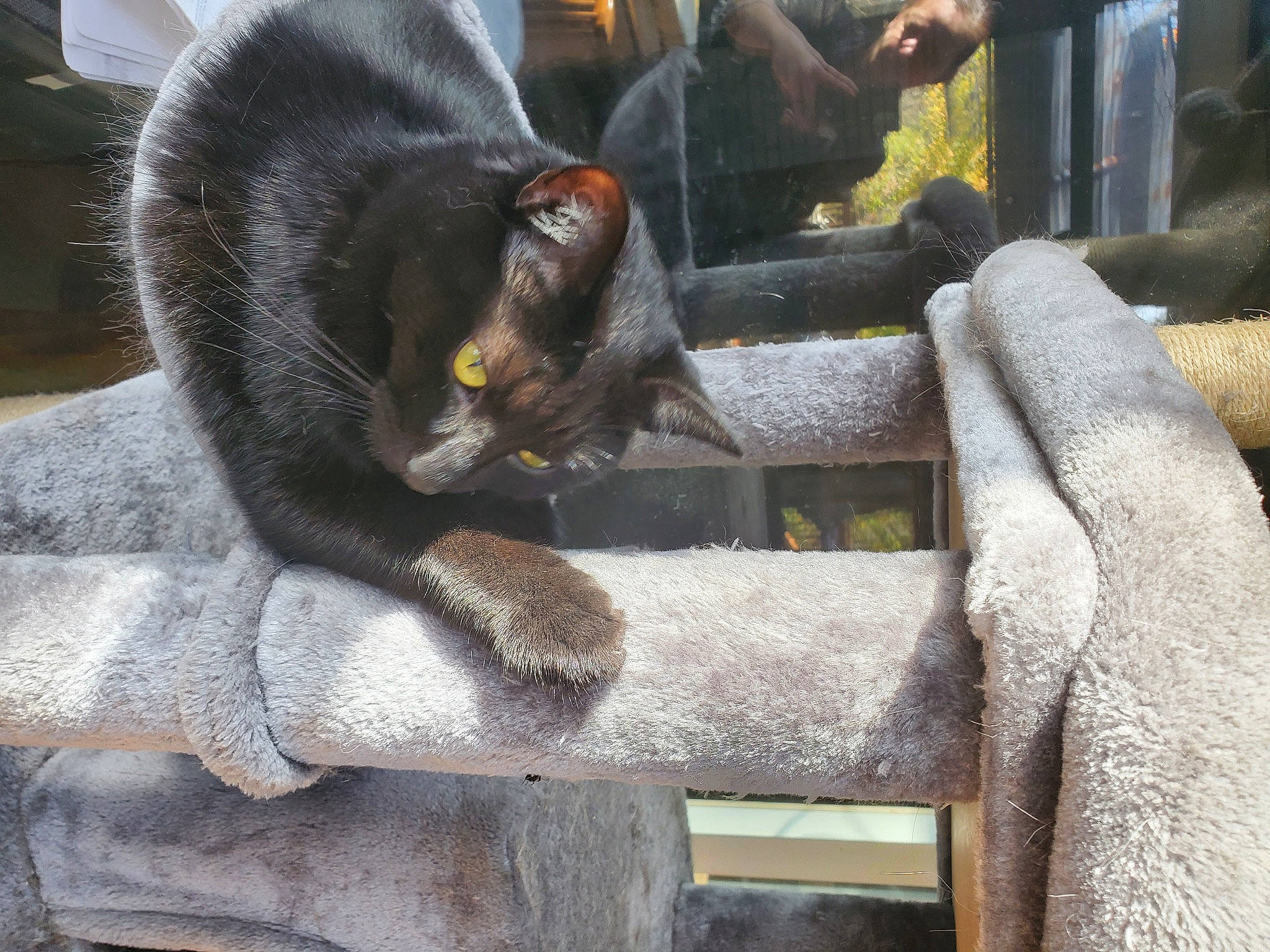 Remington joined the competition — help win amazing prizes! black_cat, bombay, carnivore, cat, comfort, domestic_short_haired_cat, felidae, fur, grey, havana_brown, metal, plant, sitting, small_to_medium_sized_cats, snout, tail, terrestrial_animal, whiskers