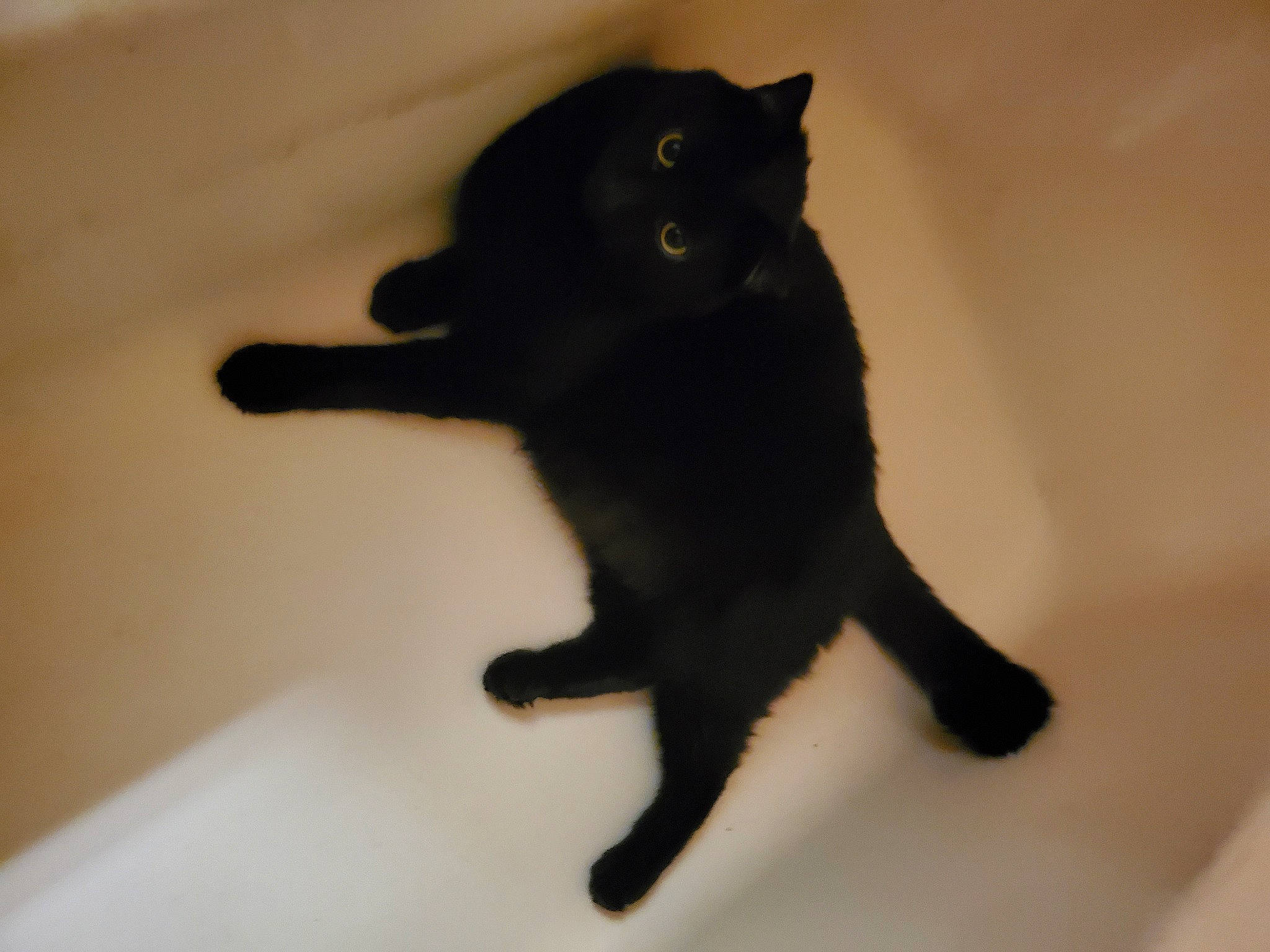 Remington is registered to the contest to win money with this photo: black_cat, bombay, carnivore, cat, claw, domestic_short_haired_cat, felidae, formal_wear, fur, paw, shadow, small_to_medium_sized_cats, snout, tail, terrestrial_animal, whiskers