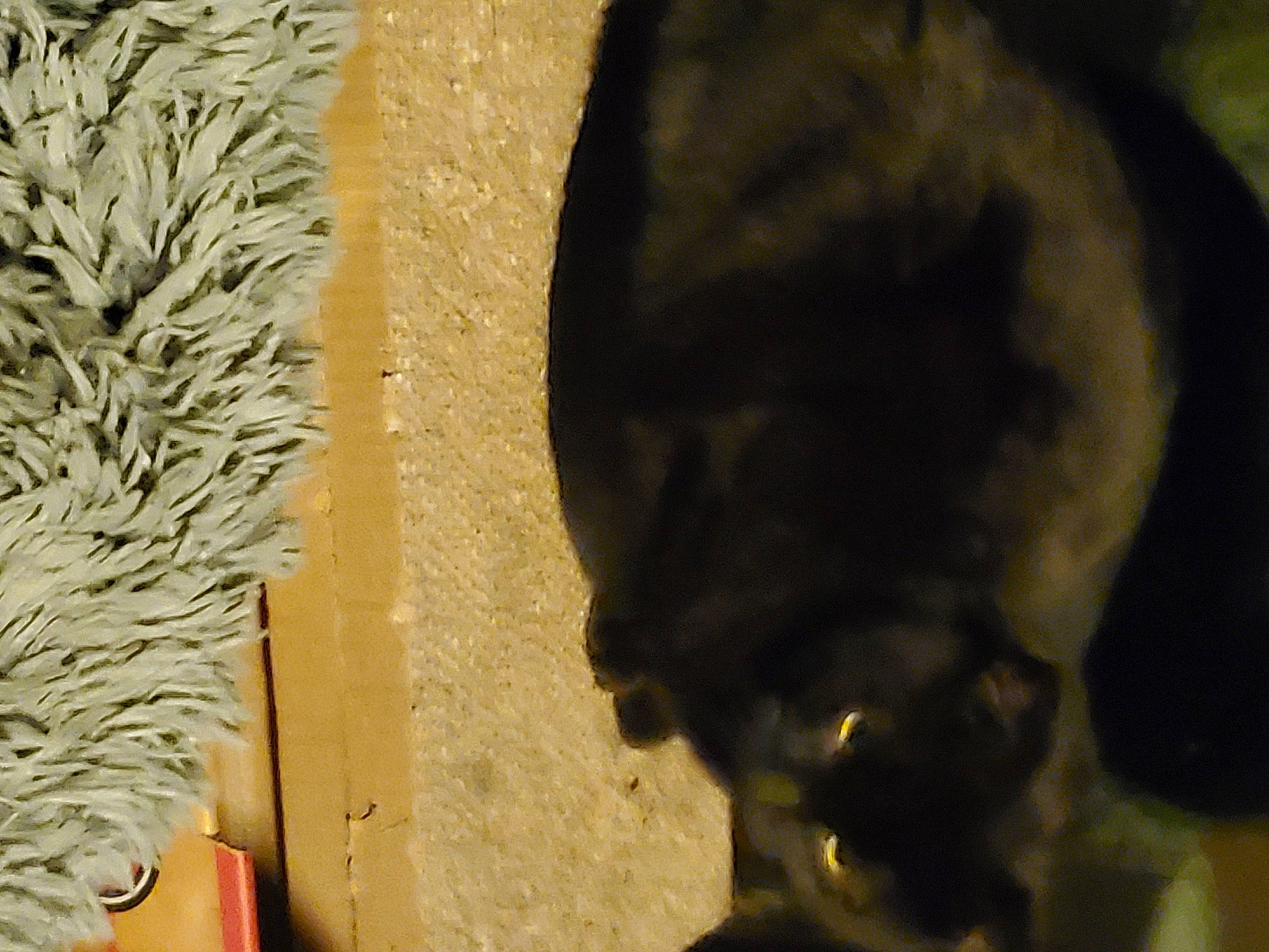 Remington joined the competition — help win amazing prizes! black_cat, canidae, carnivore, companion_dog, dog_breed, fawn, felidae, fur, guard_dog, small_to_medium_sized_cats, snout, sporting_group, tail, terrestrial_animal, wildlife, wood, working_animal