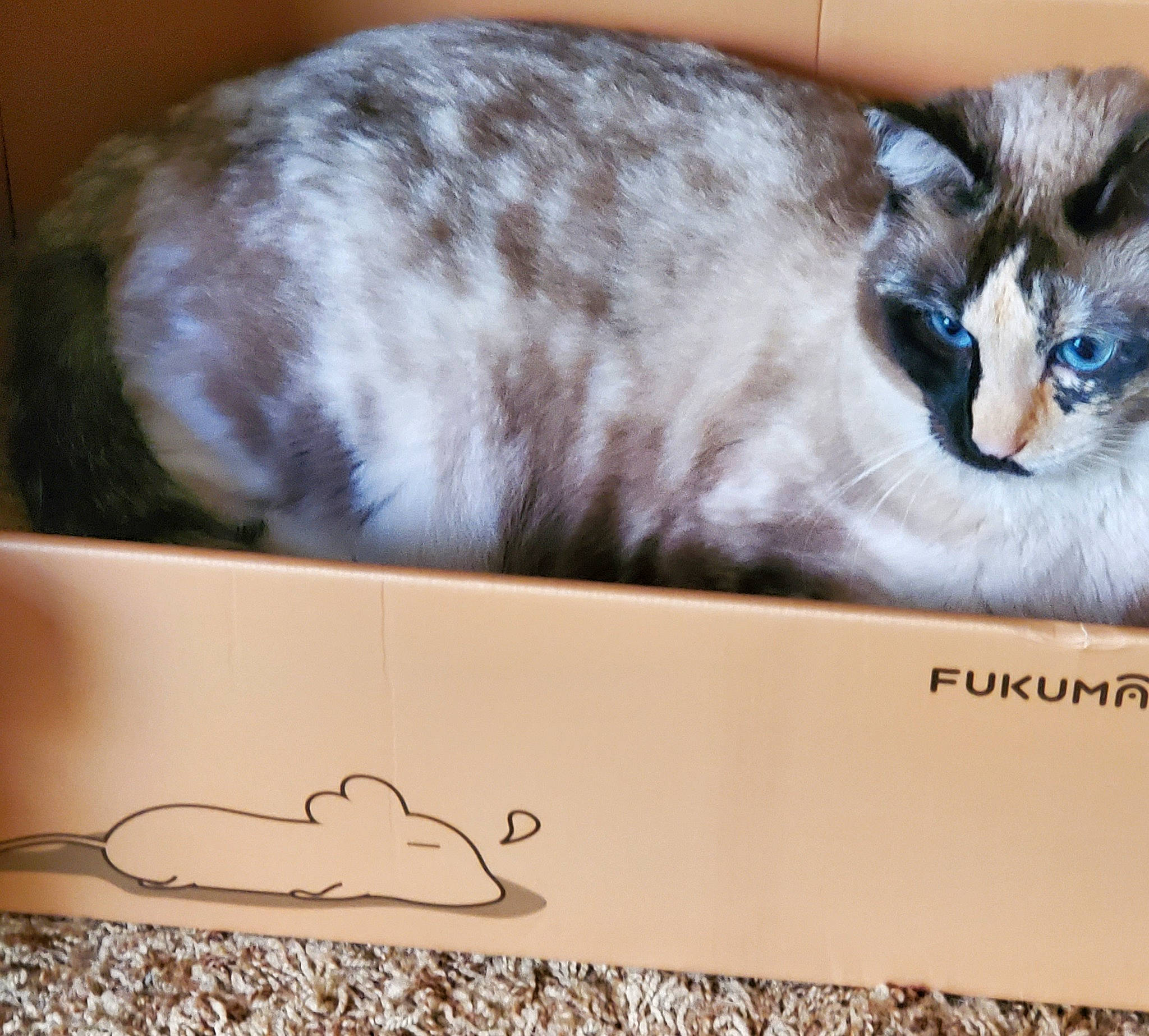 Luna joined the competition — help win amazing prizes! balinese, box, cardboard, carnivore, carton, cat, domestic_short_haired_cat, felidae, fur, packaging_and_labeling, paper, paper_product, paw, photo_caption, rectangle, small_to_medium_sized_cats, snout, tail, thai, whiskers