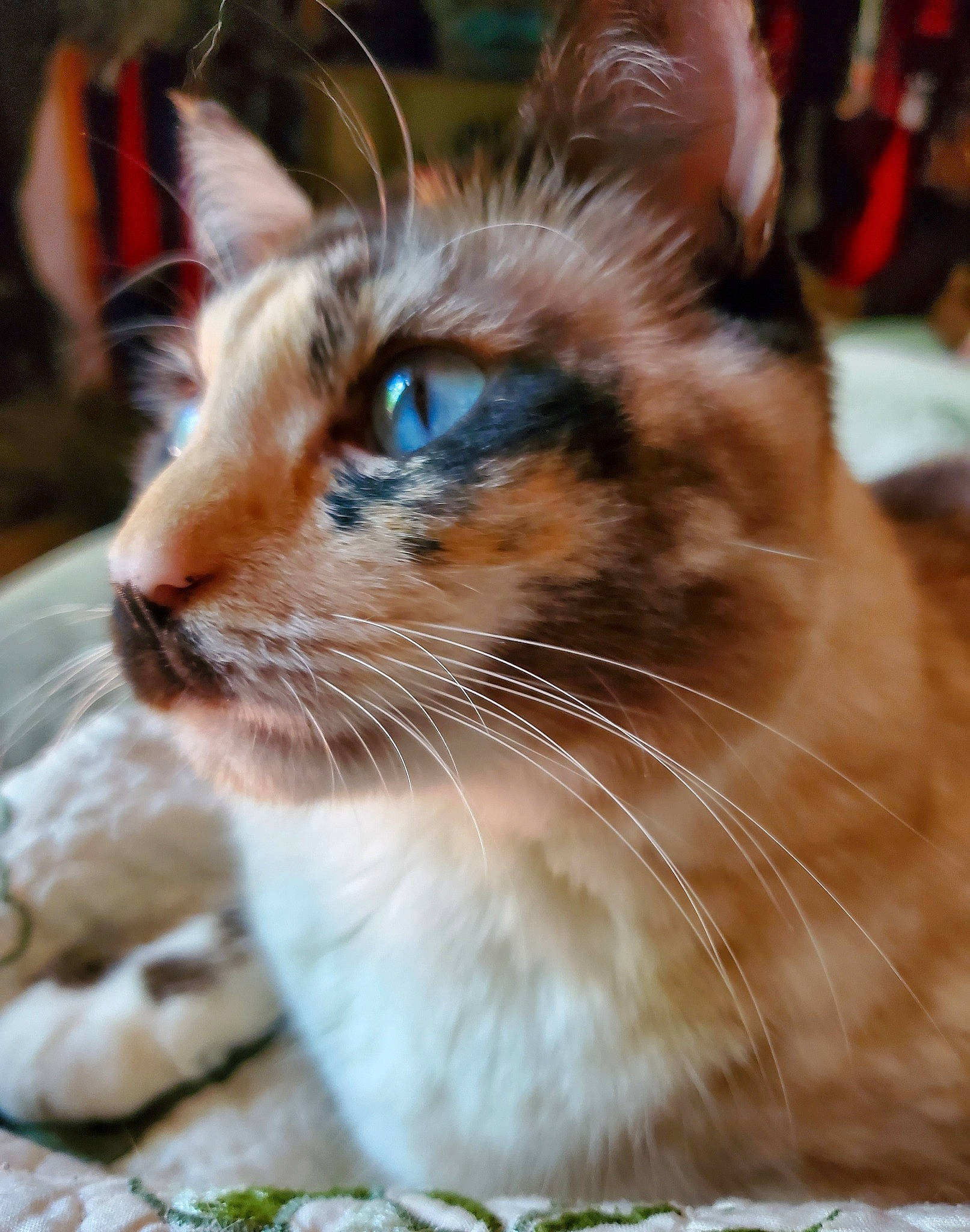 Luna is registered to the contest to win money with this photo: balinese, carnivore, cat, claw, domestic_short_haired_cat, fawn, felidae, fur, small_to_medium_sized_cats, snout, tail, terrestrial_animal, thai, whiskers, wildlife, window