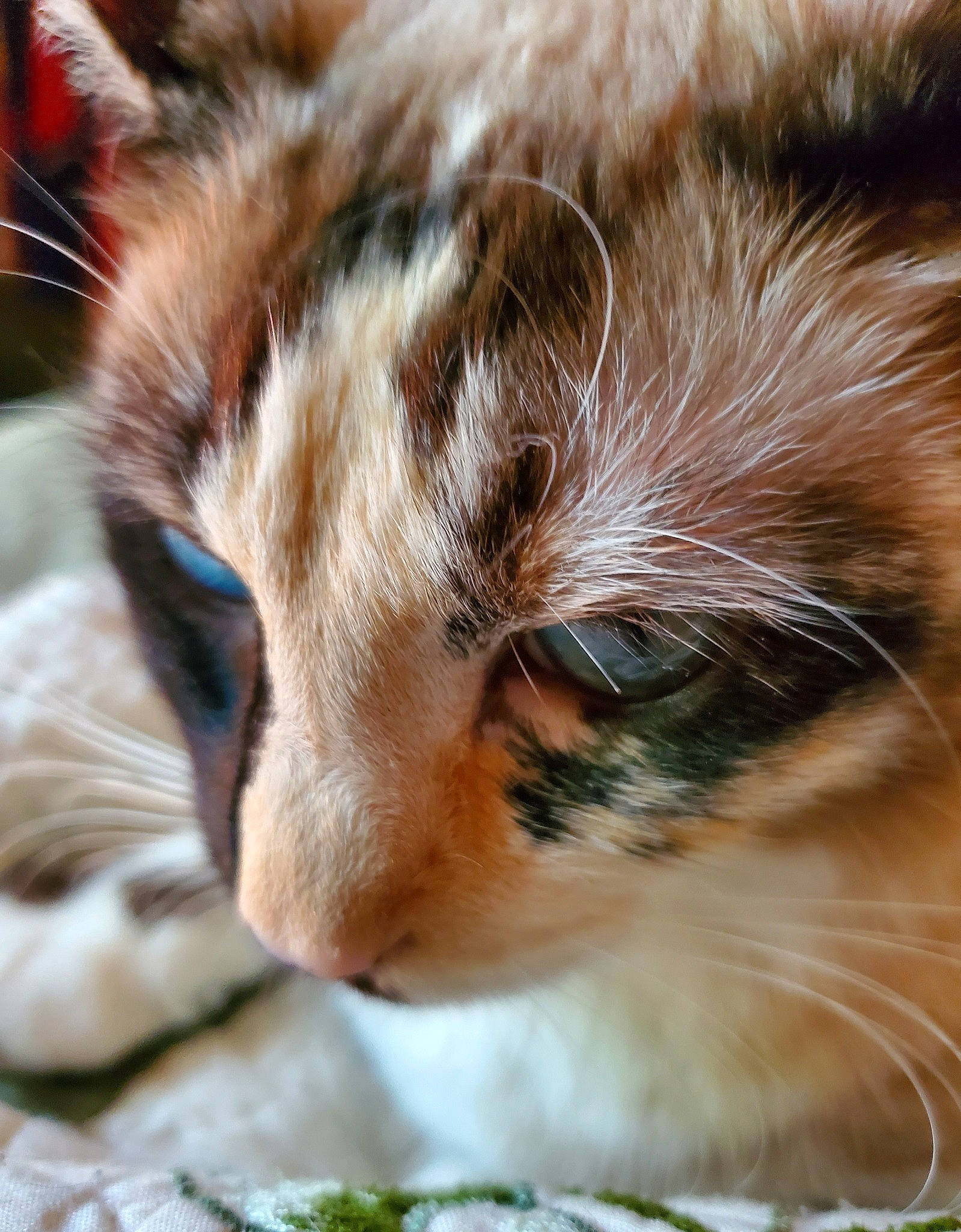 Luna is registered to the contest to win money with this photo: carnivore, cat, claw, close_up, domestic_short_haired_cat, fawn, felidae, fur, grass, macro_photography, nap, paw, plant, small_to_medium_sized_cats, snout, tail, terrestrial_animal, tree, whiskers, wildlife