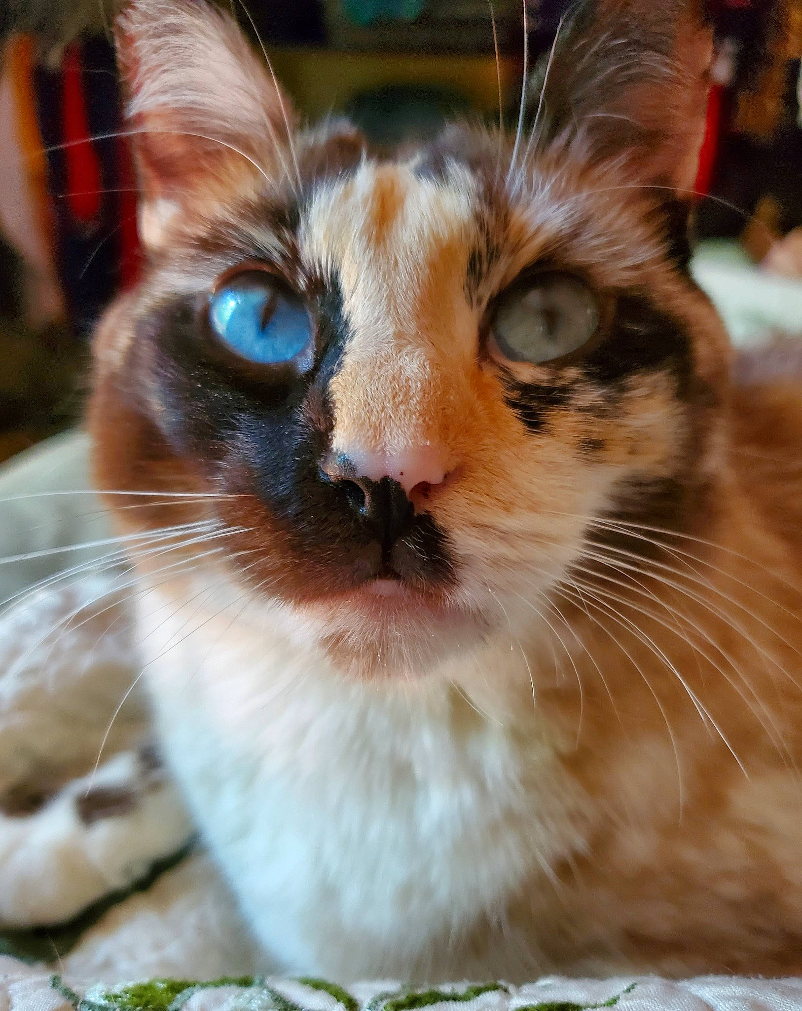 Luna is registered to the contest to win money with this photo: balinese, birman, carnivore, cat, close_up, domestic_short_haired_cat, eye, fawn, felidae, fur, grass, iris, small_to_medium_sized_cats, snout, terrestrial_animal, thai, tree, whiskers, wildlife, window