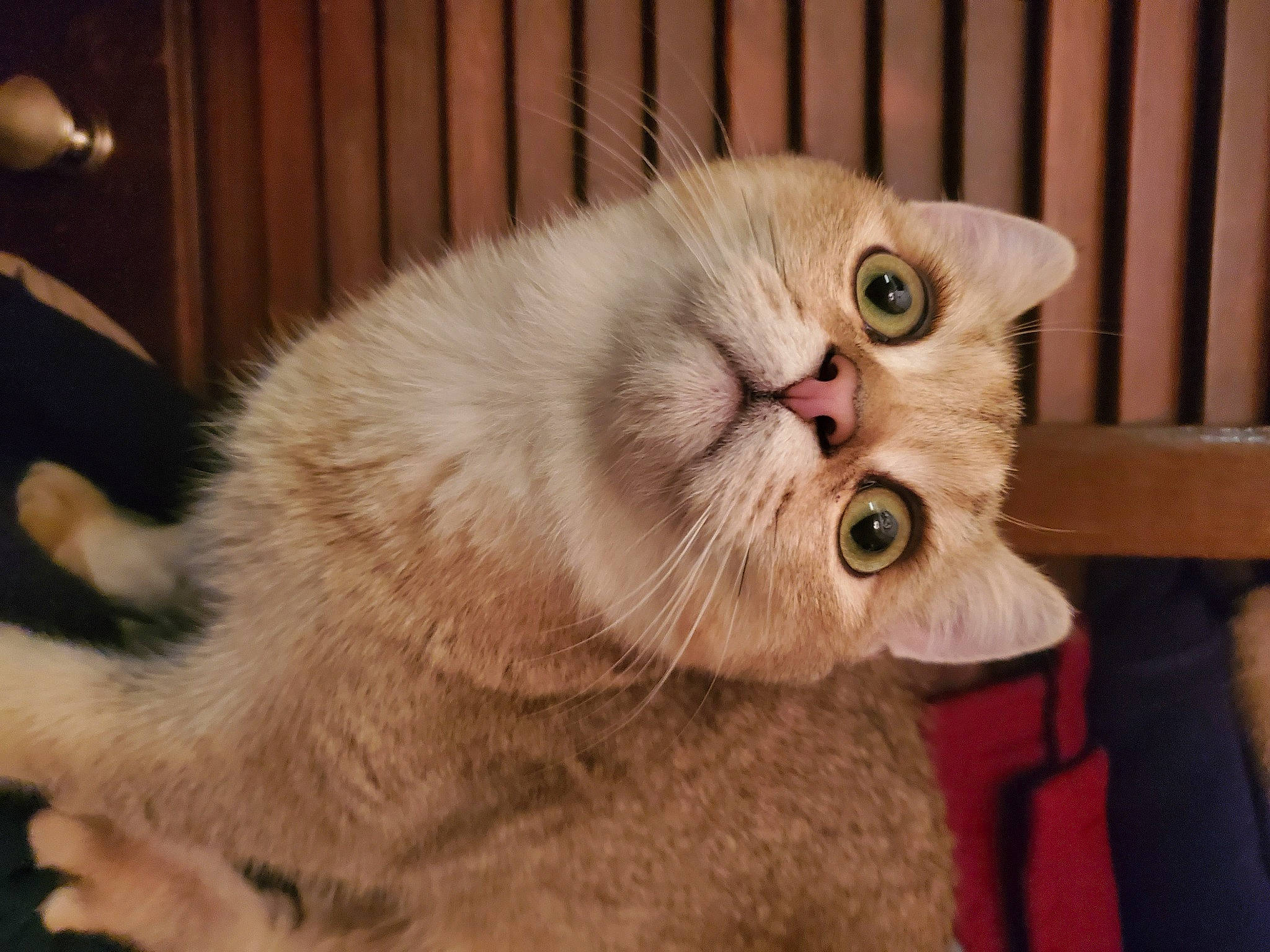 Kingston is registered to the contest to win money with this photo: carnivore, cat, claw, domestic_short_haired_cat, ear, fang, fawn, felidae, fur, paw, photo_caption, small_to_medium_sized_cats, snout, tail, terrestrial_animal, whiskers, wood