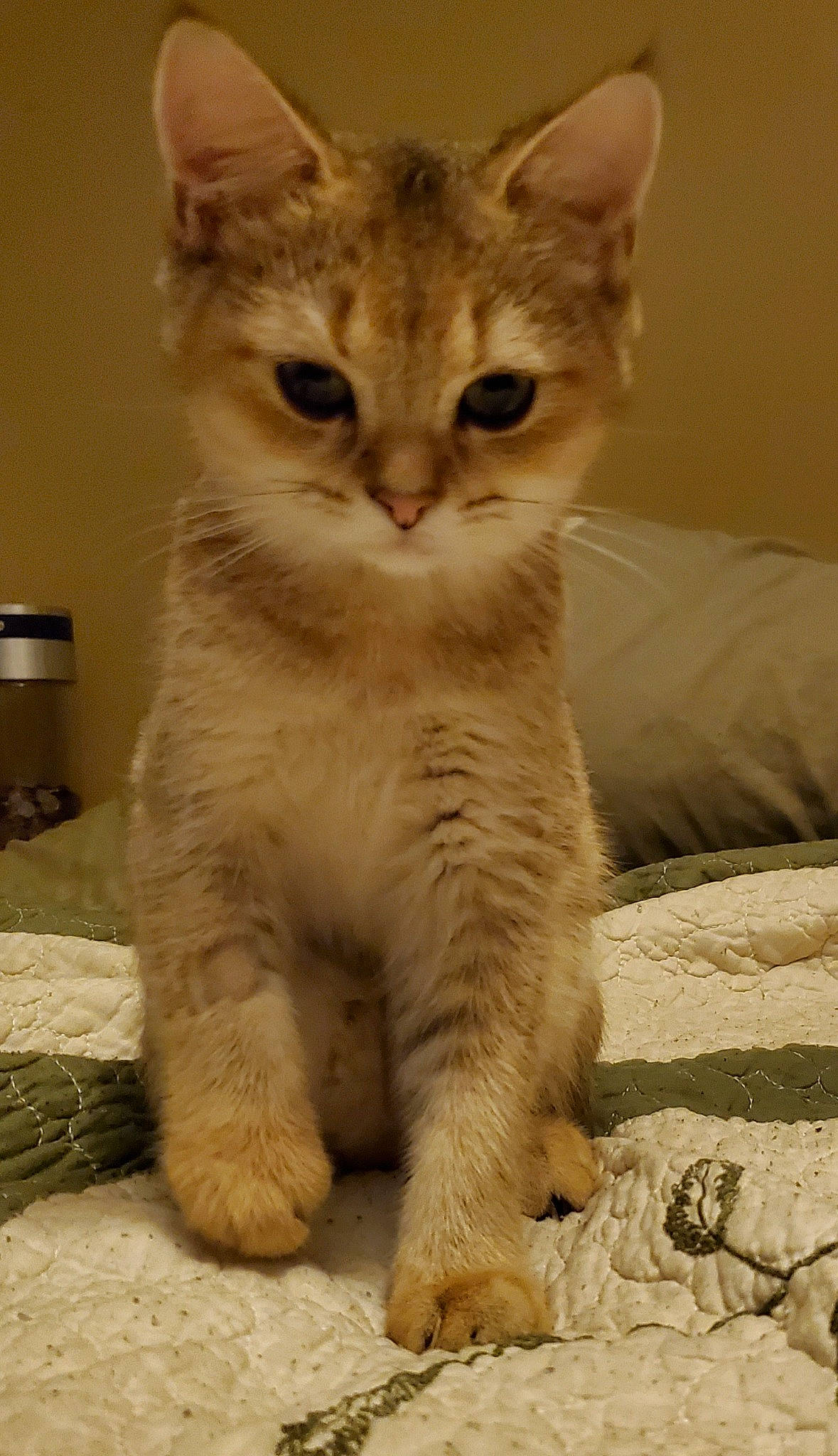 Kingston is registered to the contest to win money with this photo: carnivore, cat, claw, comfort, domestic_short_haired_cat, eye, fawn, felidae, foot, fur, paw, photo_caption, small_to_medium_sized_cats, snout, tail, terrestrial_animal, whiskers, window