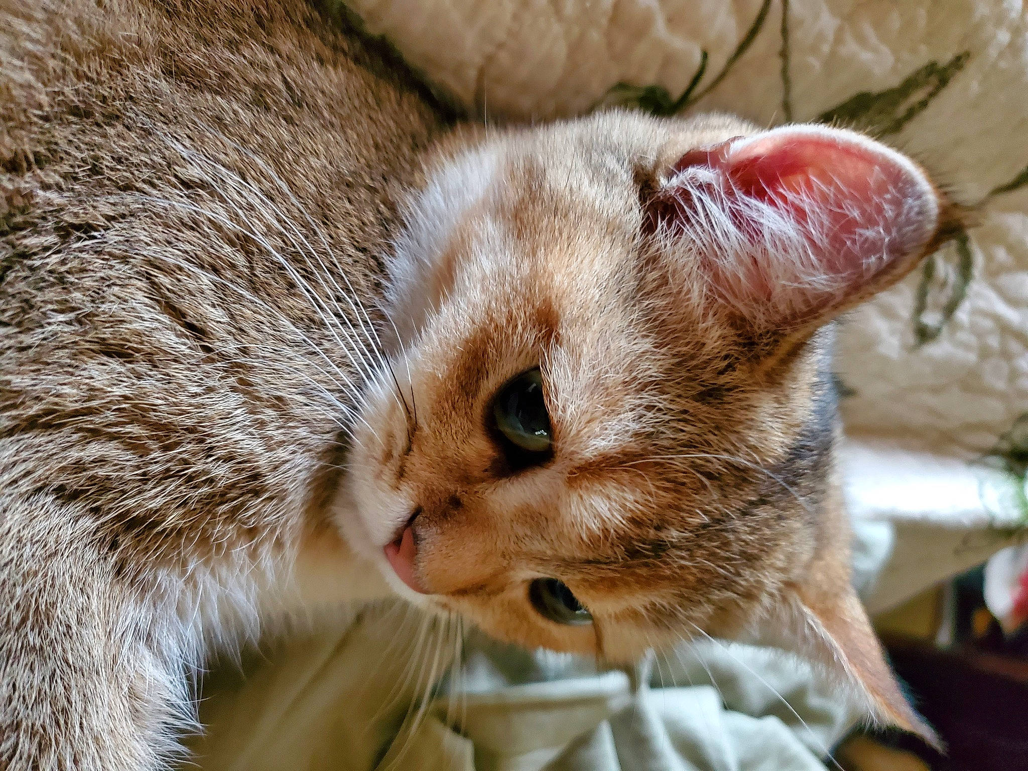 Kingston joined the competition — help win amazing prizes! carnivore, cat, claw, comfort, domestic_short_haired_cat, ear, eye, fawn, felidae, fur, paw, small_to_medium_sized_cats, snout, terrestrial_animal, whiskers, wildlife