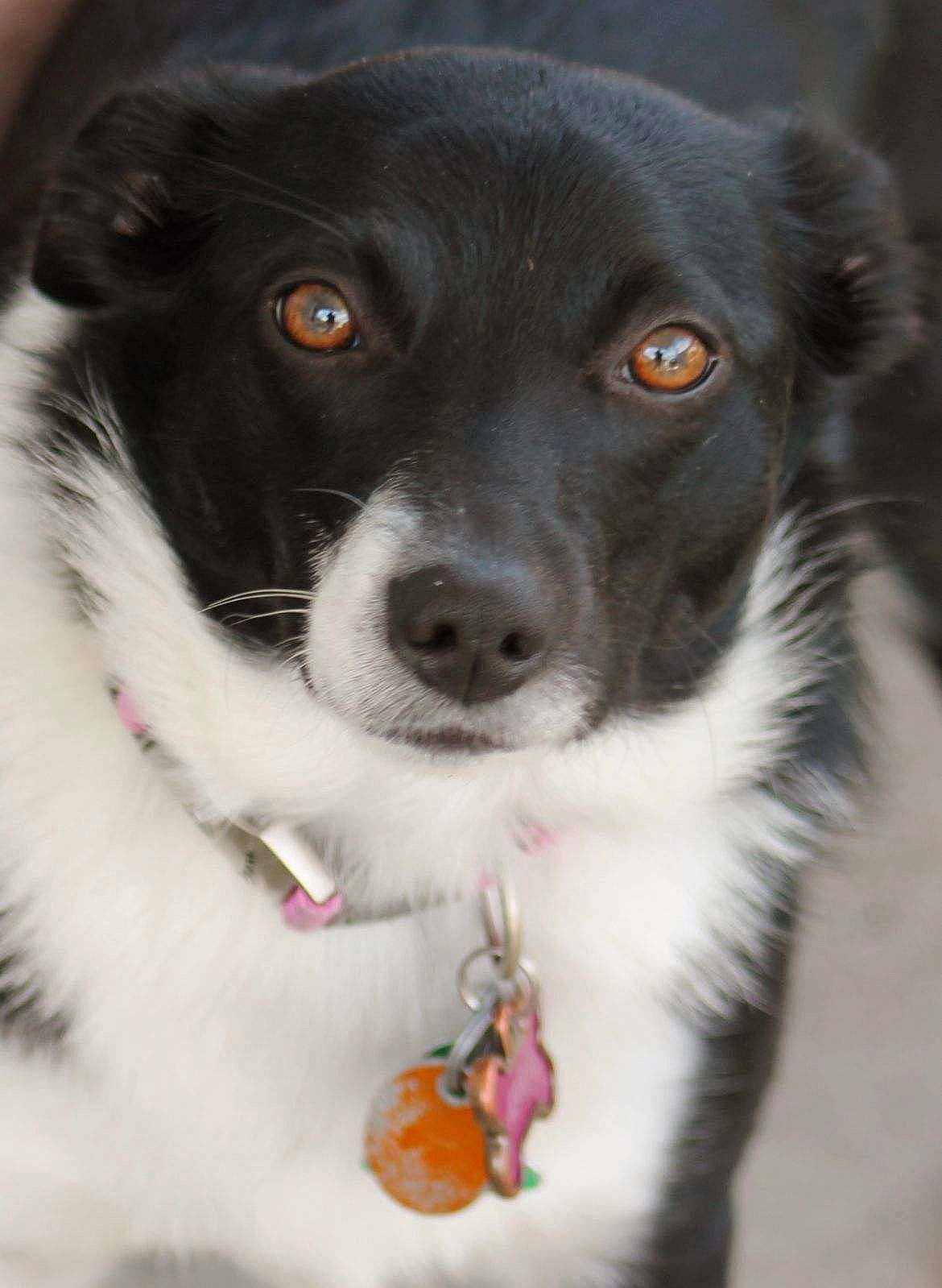 April joined the competition — help win amazing prizes! borador, canidae, carnivore, collar, companion_dog, dog, dog_breed, dog_collar, fur, gun_dog, natural_material, puppy, snout, sporting_group, whiskers, working_animal, working_dog