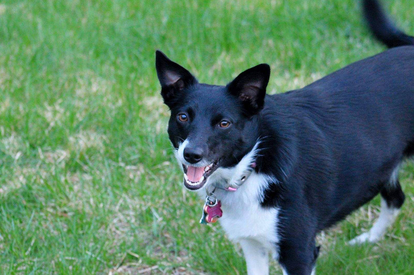 April joined the competition — help win amazing prizes! canidae, carnivore, collar, companion_dog, dog, dog_breed, dog_collar, dog_supply, grass, herding_dog, mcnab, non_sporting_group, plant, snout, sporting_group, tail, working_dog