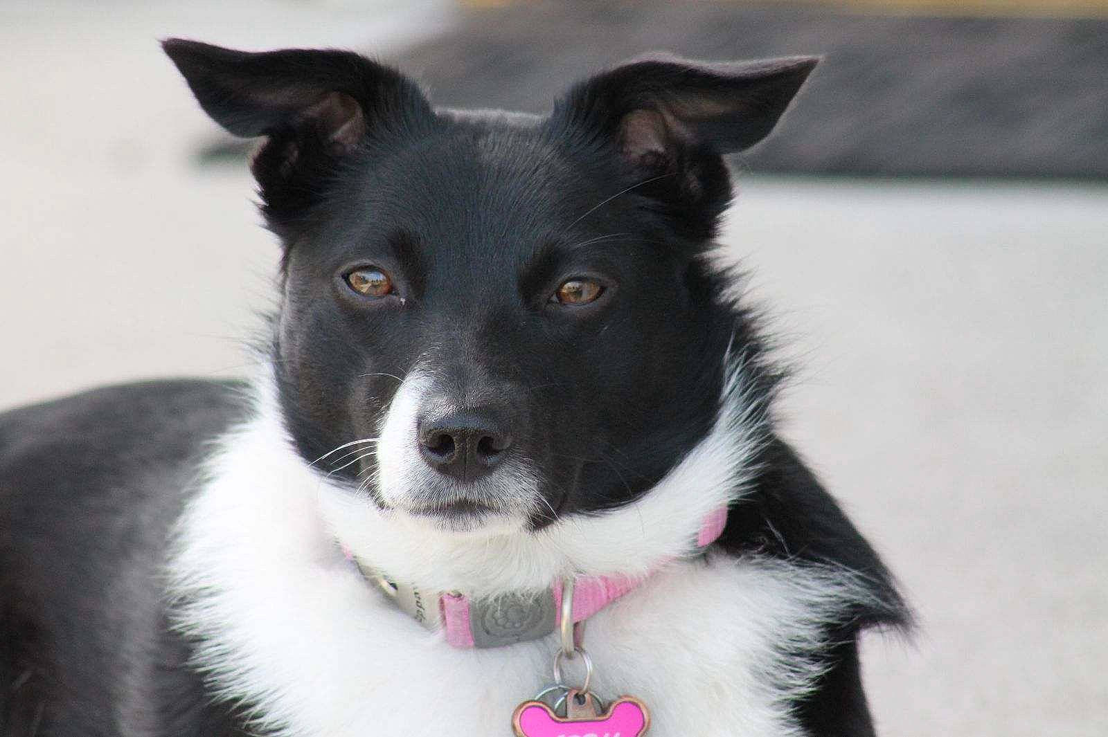 April is registered to the contest to win money with this photo: bicycle, canidae, carnivore, collar, companion_dog, dog, dog_breed, dog_collar, fur, herding_dog, jaw, non_sporting_group, snout, sporting_group, whiskers, working_animal, working_dog