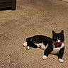 Pepper is registered to the contest to win money with this photo: cat, tuxedo_cat, black_and_white, pet, indoor, carpet, collar, rose, relaxed, feline, animal, whiskers, ears, paws, fur, laying_down, cute, domestic_cat, floor, mammal