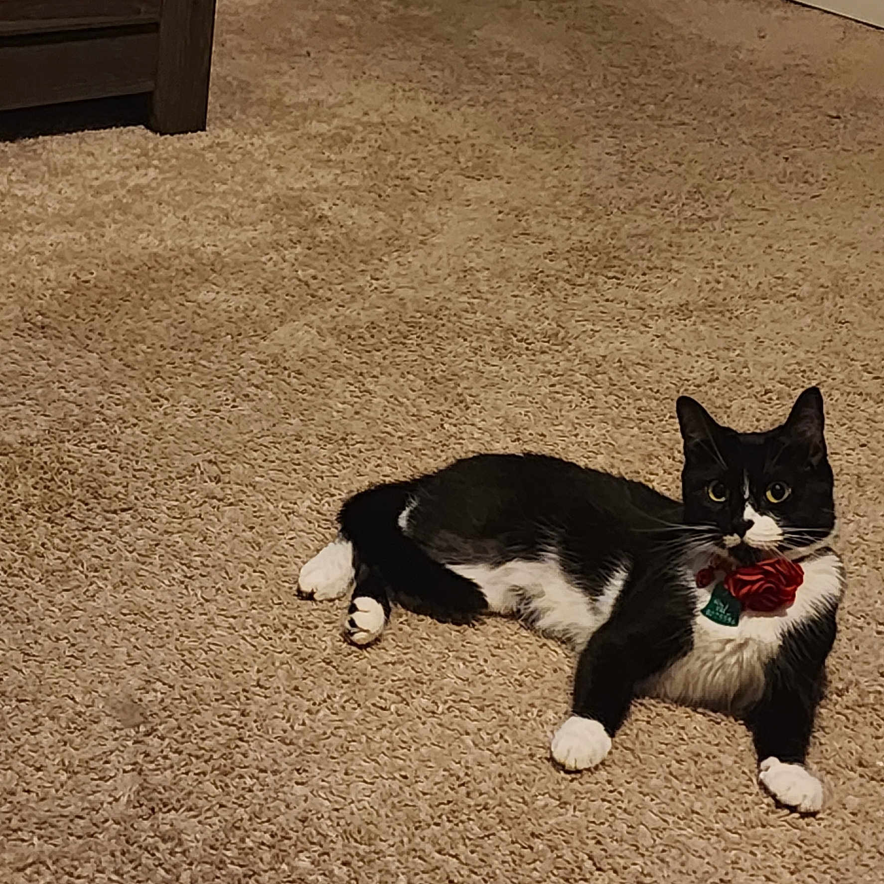 Pepper