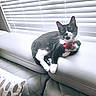 Pepper is registered to the contest to win money with this photo: cat, black_and_white, pet, indoor, couch, leather, collar, bow, tag, window_blind, feline, relaxed, curious, whiskers, ears, paw, fur, animal, domestic, resting