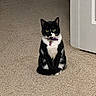 cat, tuxedo_cat, black_and_white, collar, heart_tag, indoor, carpet, pet, animal, feline, sitting, yellow_eyes, looking, cute, domestic_cat, fur, whiskers, tail, door, home
