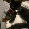 cat, black_and_white, pet, animal, toy, stuffed_animal, bird_toy, claws, whiskers, quilted_blanket, bed, indoor, cozy, resting, curled_up, feline, playful, domestic_animal, fur, paw