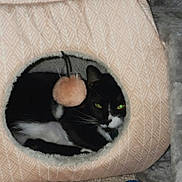 Pepper is registered to the contest to win money with this photo: cat, black_and_white, cat_cave, pet, indoor, cozy, feline, carpet, toy, plush, animal, resting, cute, green_eyes, fuzzy_ball, soft, home, relaxed, pet_toy, hiding