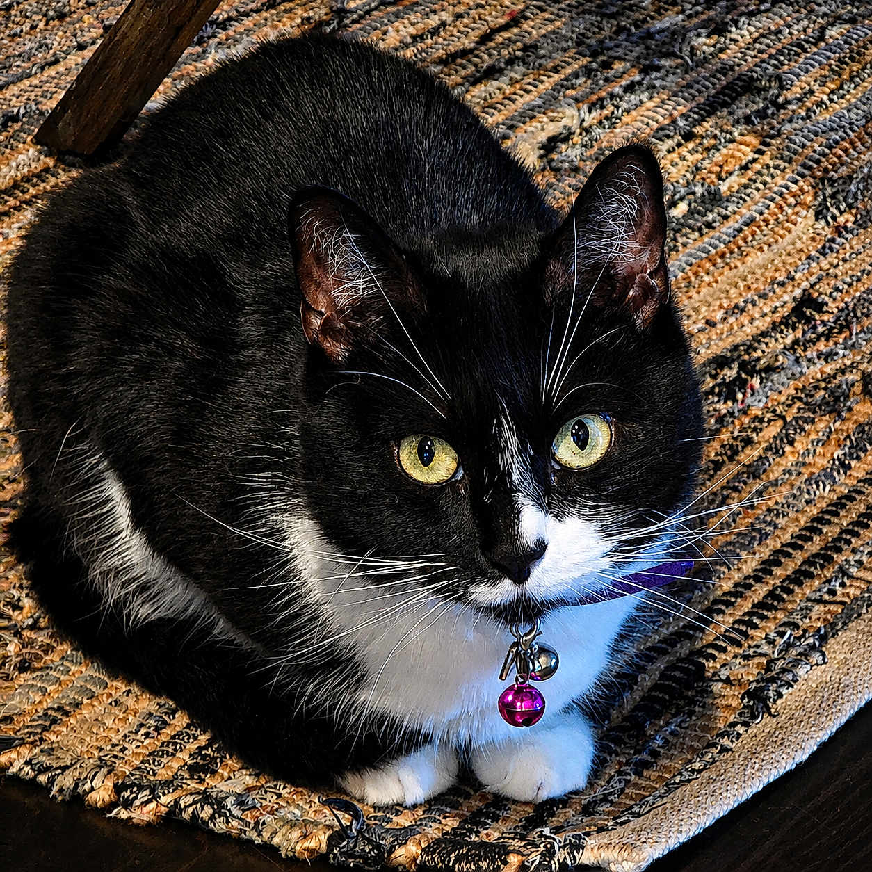 Pepper joined the competition — help win amazing prizes! animal, bell, black_and_white, cat, close_up, collar, curious, cute, domestic_cat, fur, indoor, pet, purple_collar, rug, sitting, texture, tuxedo_cat, whiskers, woven_rug, yellow_eyes