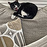 Pepper is registered to the contest to win money with this photo: animal, black_and_white, cat, couch, cozy, cushion, domestic_cat, feline, fur, home, indoor, paw, pet, relaxed, resting, sleepy, textured_fabric, whiskers, window_blinds, yawning