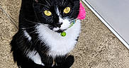 Pepper is registered to the contest to win money with this photo: animal, bell, black_and_white, cat, close_up, collar, curious, cute, domestic_animal, feline, floor, indoor, looking_up, pet, pink_bow, sitting, tile_floor, tuxedo_cat, whiskers, yellow_eyes