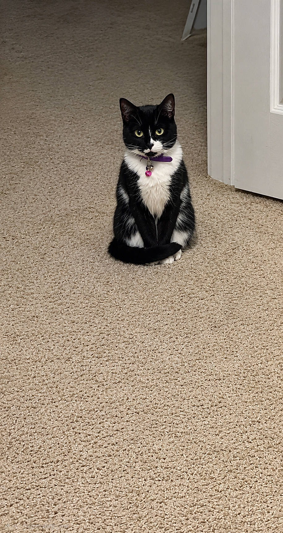 animal, bell, black_and_white, carpet, cat, collar, curious, cute, domestic, door, feline, fur, household, indoor, looking, pet, portrait, sitting, tuxedo_cat, whiskers
