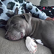 Duke is registered to the contest to win money with this photo: blanket, clothing, comfort, companion, couch, cozy, dog, furniture, gray_dog, indoors, leopard_print, nap, paw, person, relaxation, resting, sleeping, soft_texture, stars, white_paw