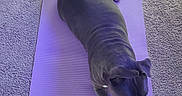 Duke is registered to the contest to win money with this photo: animal, black_dog, calm, canine, carpet, companion, dog, floor, home, indoor, laying_down, mammal, paw, pet, purple_mat, relaxing, resting, stretching, white_paws, yoga_mat