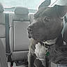 Duke joined the competition — help win amazing prizes! animal, backseat, car_interior, collar, curious, dog, dog_sitting, ears, gray_fur, indoor, leash, looking_away, pet, rain, raindrops, seatbelt, transportation, vehicle, white_chest, window