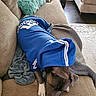 Duke is registered to the contest to win money with this photo: blanket, blue_clothing, brown_dog, canine, casual, comfort, couch, cozy, dog, furniture, hoodie, indoor, living_room, pet, pillow, relaxing, resting, sleeping, textile, white_paws
