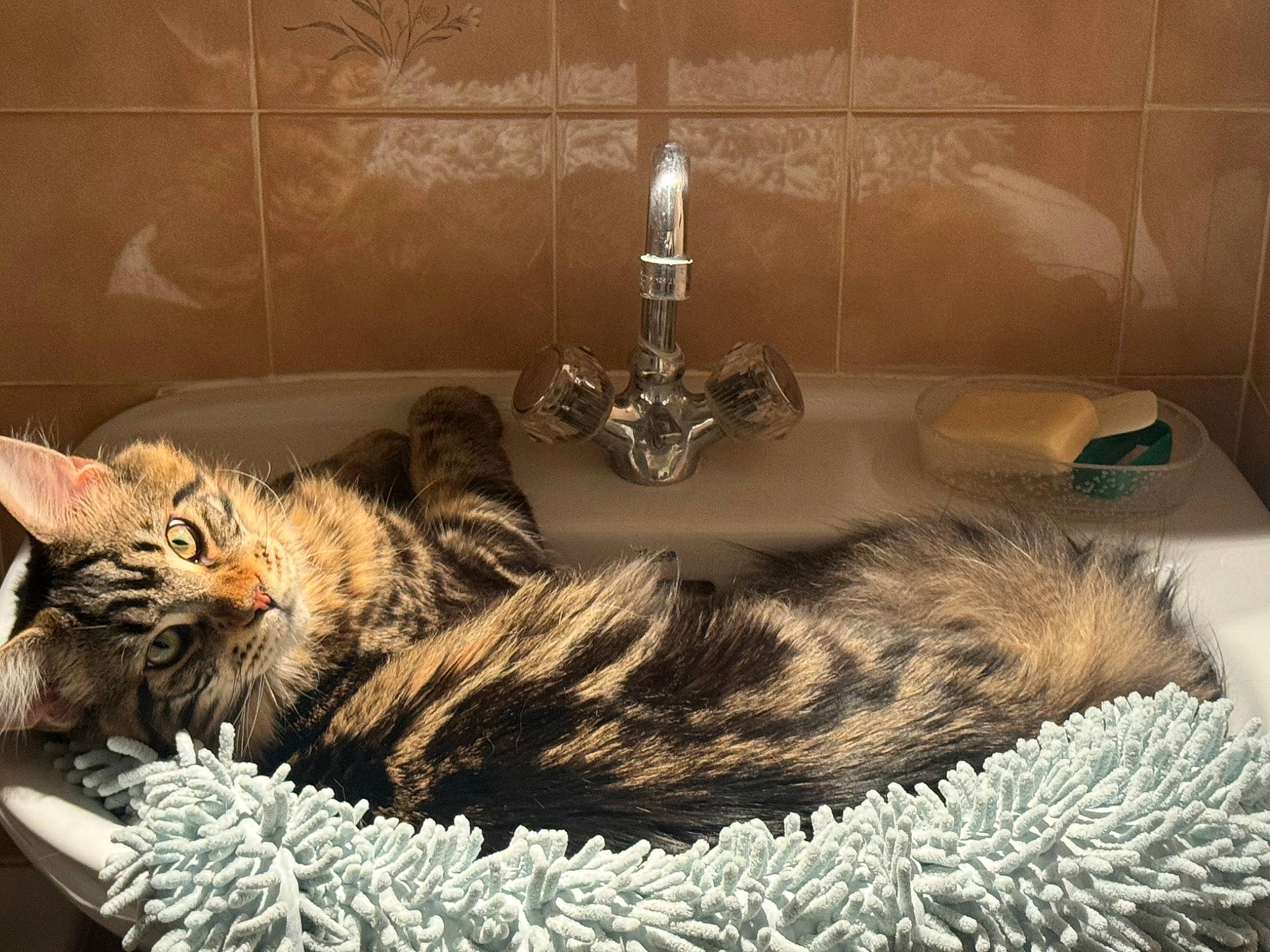 Urion participe au concours pour gagner de l'argent avec cette photo : bed, bedding, carnivore, cat, comfort, domestic_short_haired_cat, felidae, flooring, fur, grey, lamp, light_fixture, linens, nap, rectangle, room, small_to_medium_sized_cats, tail, terrestrial_animal, whiskers