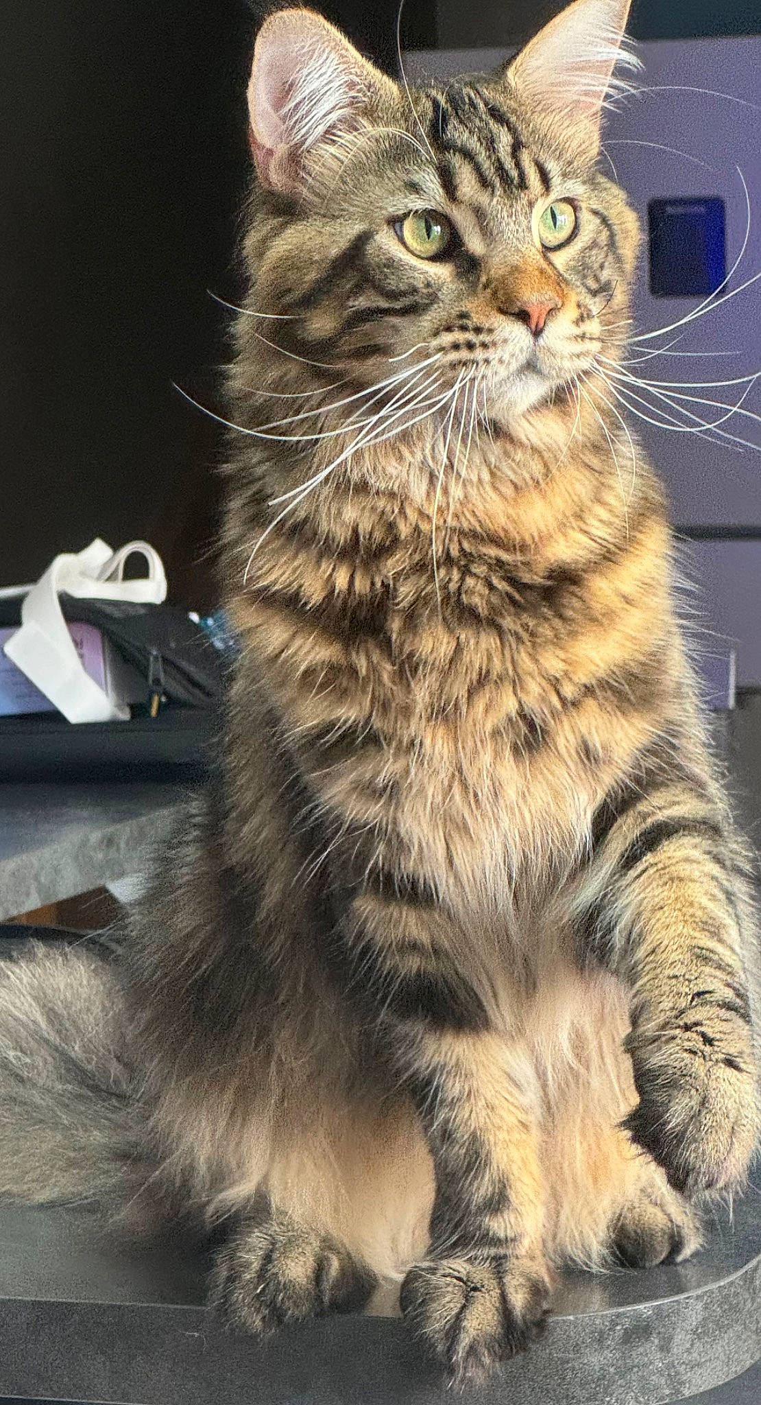 Urion a rejoint le concours — aidez-le/la à gagner de superbes lots ! carnivore, cat, claw, domestic_short_haired_cat, felidae, fur, maine_coon, paw, small_to_medium_sized_cats, snout, tail, terrestrial_animal, tree, whiskers