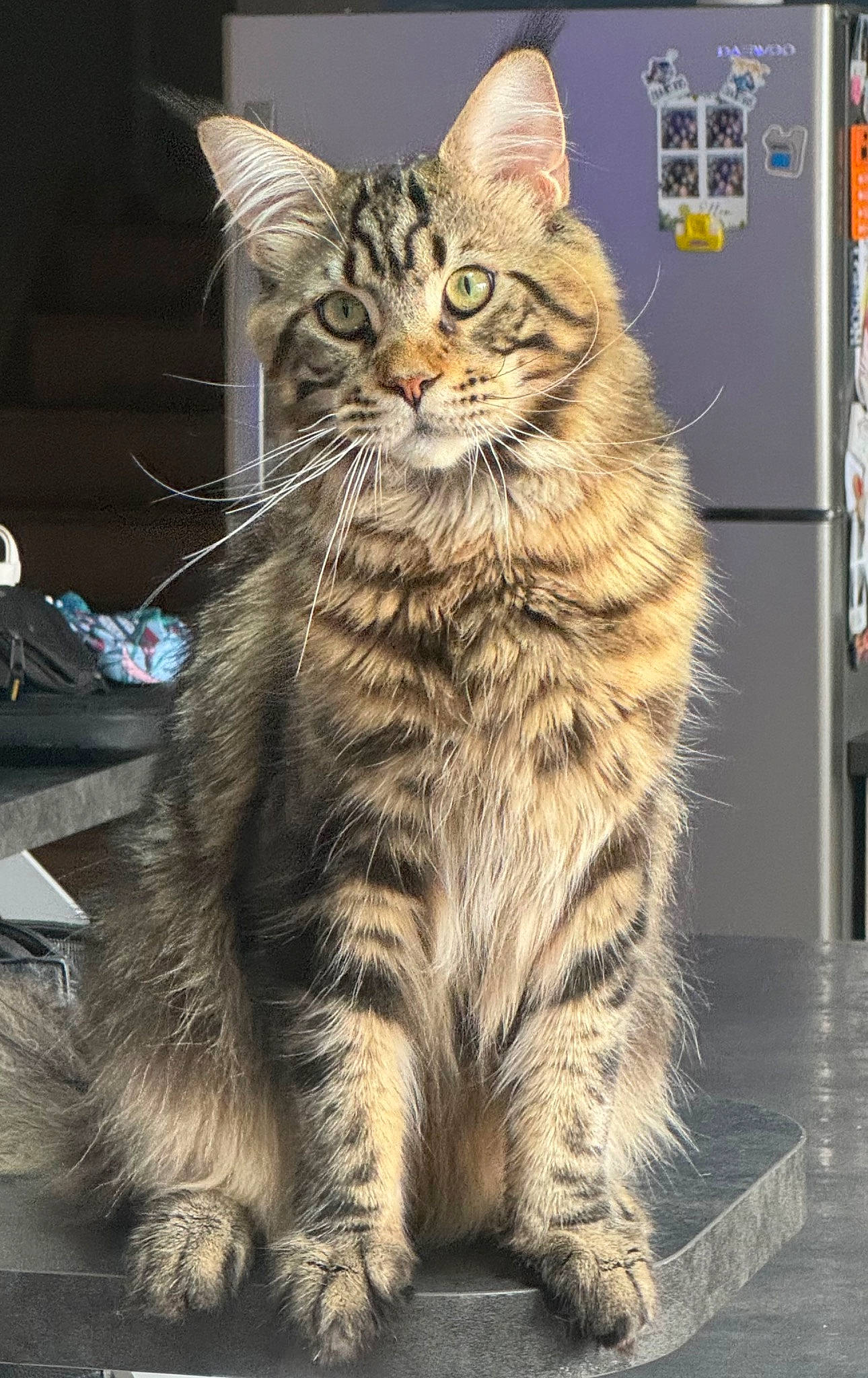 Urion participe au concours pour gagner de l'argent avec cette photo : carnivore, cat, claw, domestic_short_haired_cat, felidae, fur, maine_coon, paw, sitting, small_to_medium_sized_cats, snout, tail, terrestrial_animal, tree, whiskers