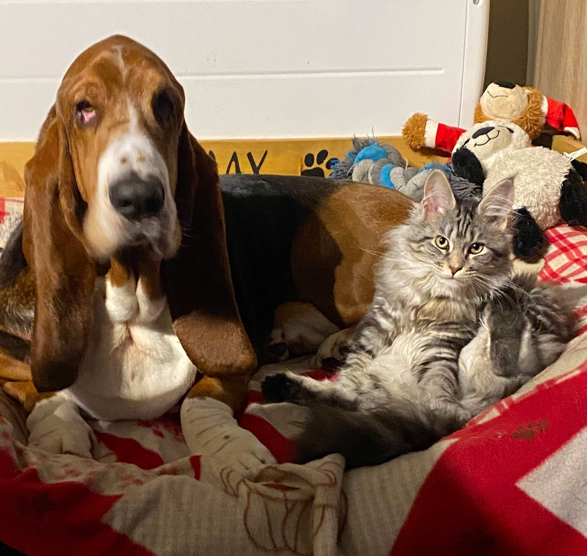 Max a rejoint le concours — aidez-le/la à gagner de superbes lots ! basset_hound, carnivore, cat, comfort, companion_dog, dog, dog_breed, dog_supply, domestic_short_haired_cat, fawn, felidae, fur, linens, liver, pet_supply, scent_hound, small_to_medium_sized_cats, snout, whiskers, working_animal