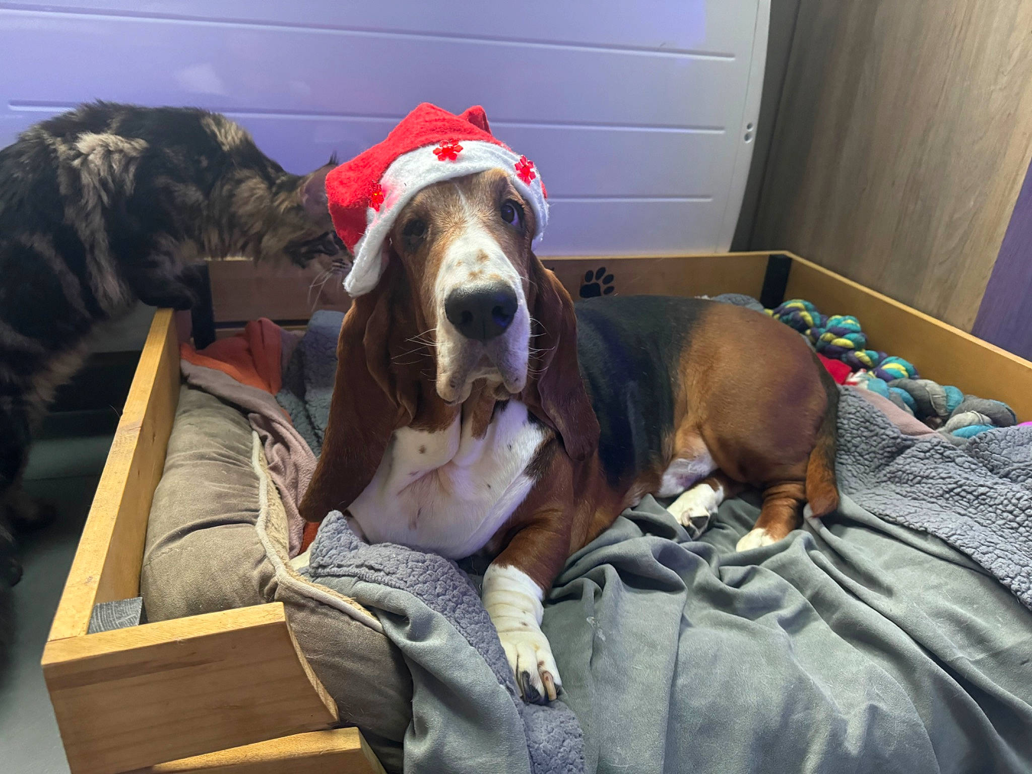 Max participe au concours pour gagner de l'argent avec cette photo : carnivore, collar, comfort, companion_dog, dog, dog_breed, dog_collar, dog_supply, fawn, hound, leash, liver, mammal, pet_supply, scent_hound, snout, sporting_group, vertebrate, wood, working_animal