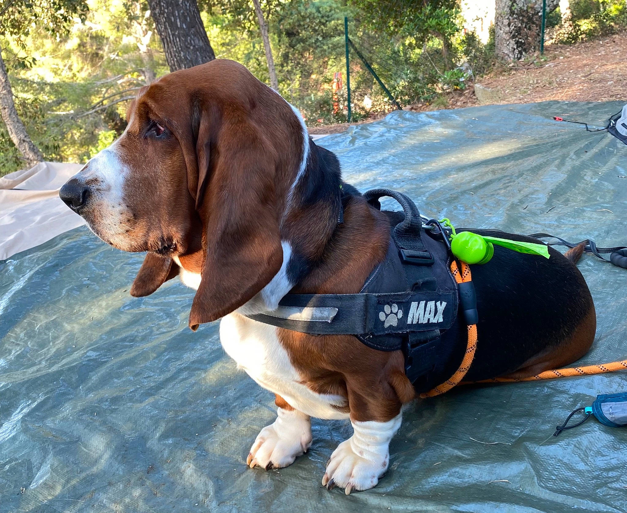 Max participe au concours pour gagner de l'argent avec cette photo : canidae, carnivore, collar, companion_dog, dog, dog_breed, dog_collar, dog_supply, fashion_accessory, fawn, hound, leash, liver, pet_supply, plant, scent_hound, sporting_group, tree, walking, working_animal