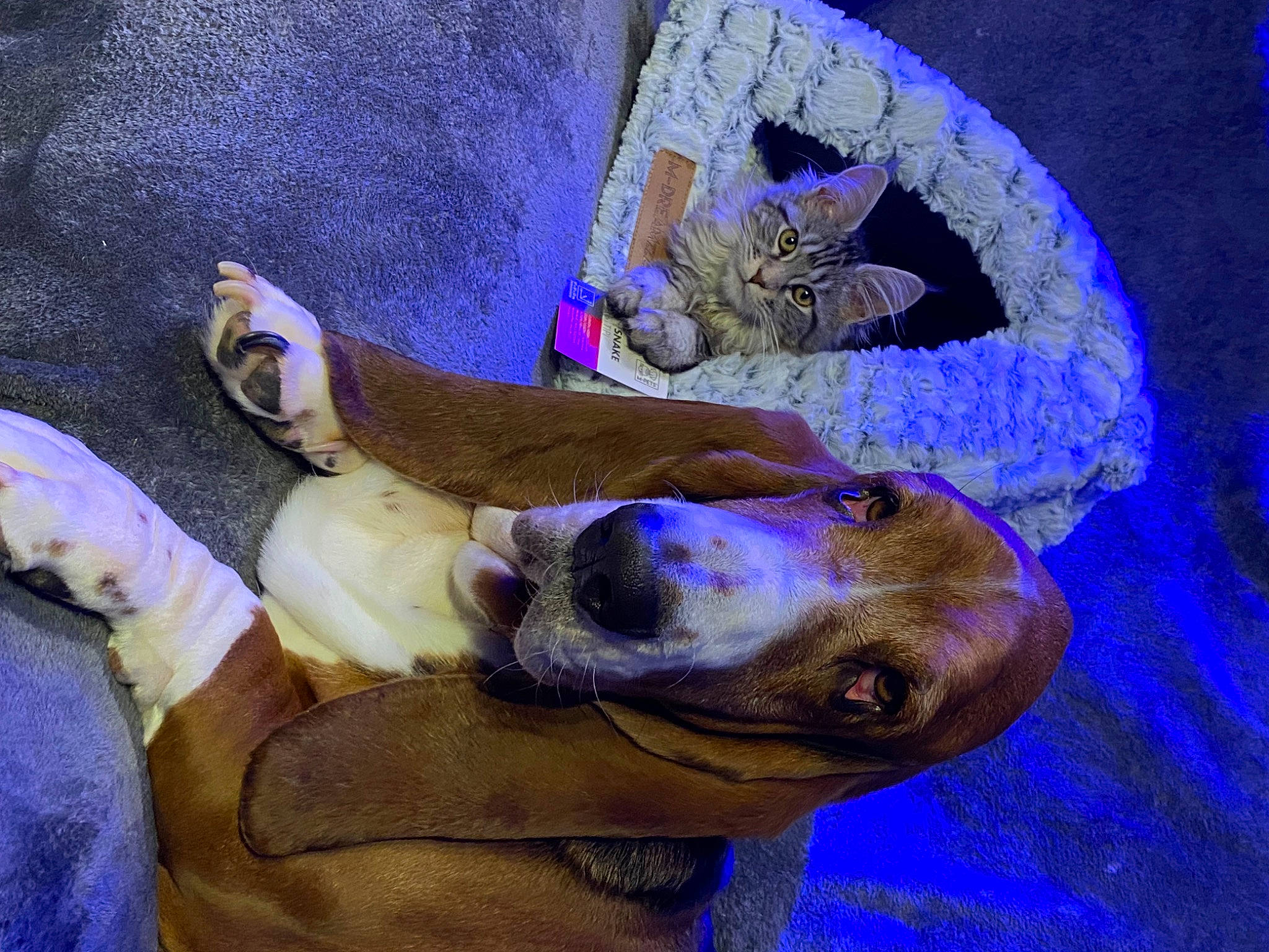 Max a rejoint le concours — aidez-le/la à gagner de superbes lots ! art, blue, canidae, carnivore, comfort, companion_dog, dog, dog_breed, electric_blue, fawn, felidae, jaw, mammal, purple, snout, sporting_group, terrestrial_animal, vertebrate, whiskers, working_animal