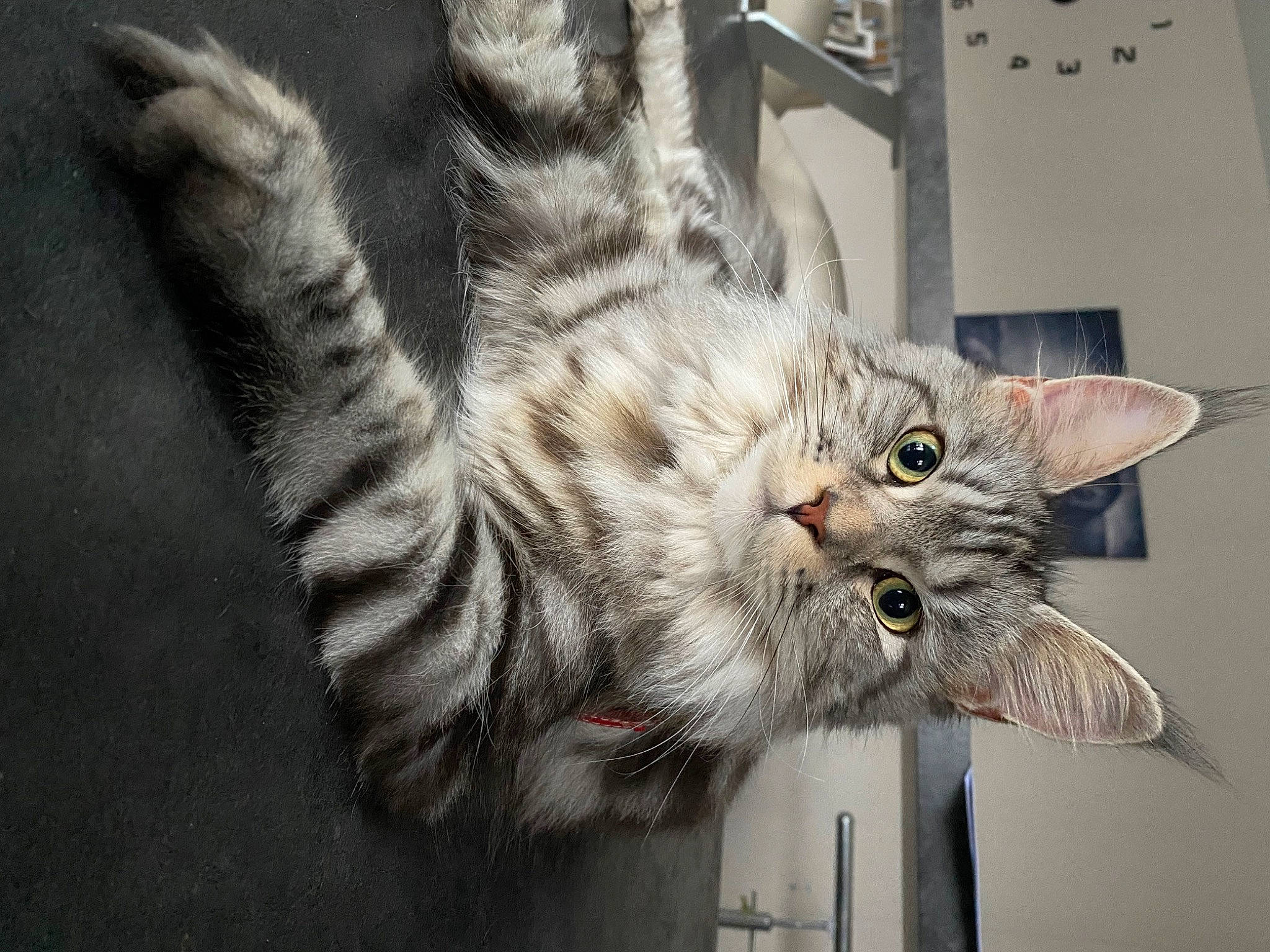 Tya participe au concours pour gagner de l'argent avec cette photo : carnivore, cat, claw, domestic_short_haired_cat, felidae, fur, paw, small_to_medium_sized_cats, snout, tail, whiskers, window