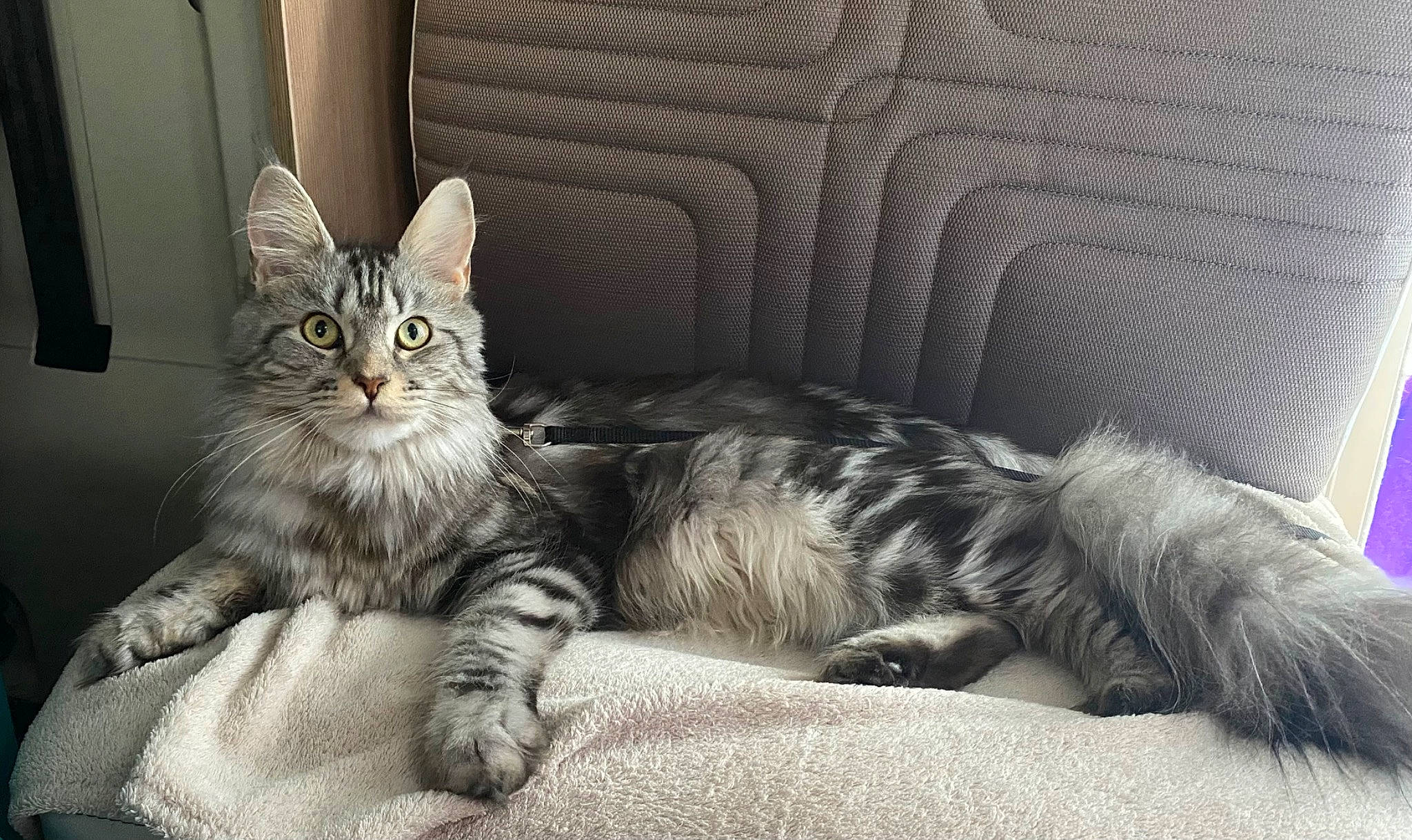 Tya participe au concours pour gagner de l'argent avec cette photo : carnivore, cat, claw, comfort, couch, domestic_short_haired_cat, eye, felidae, foot, fur, grey, paw, sitting, small_to_medium_sized_cats, snout, tail, terrestrial_animal, whiskers