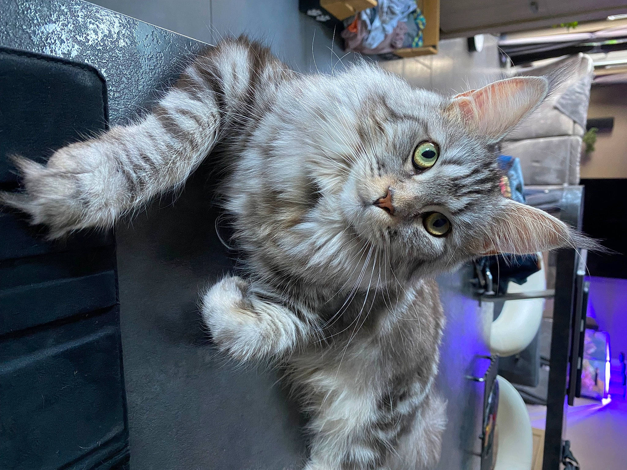 Tya participe au concours pour gagner de l'argent avec cette photo : carnivore, cat, claw, domestic_short_haired_cat, felidae, fur, paw, small_to_medium_sized_cats, snout, tail, whiskers