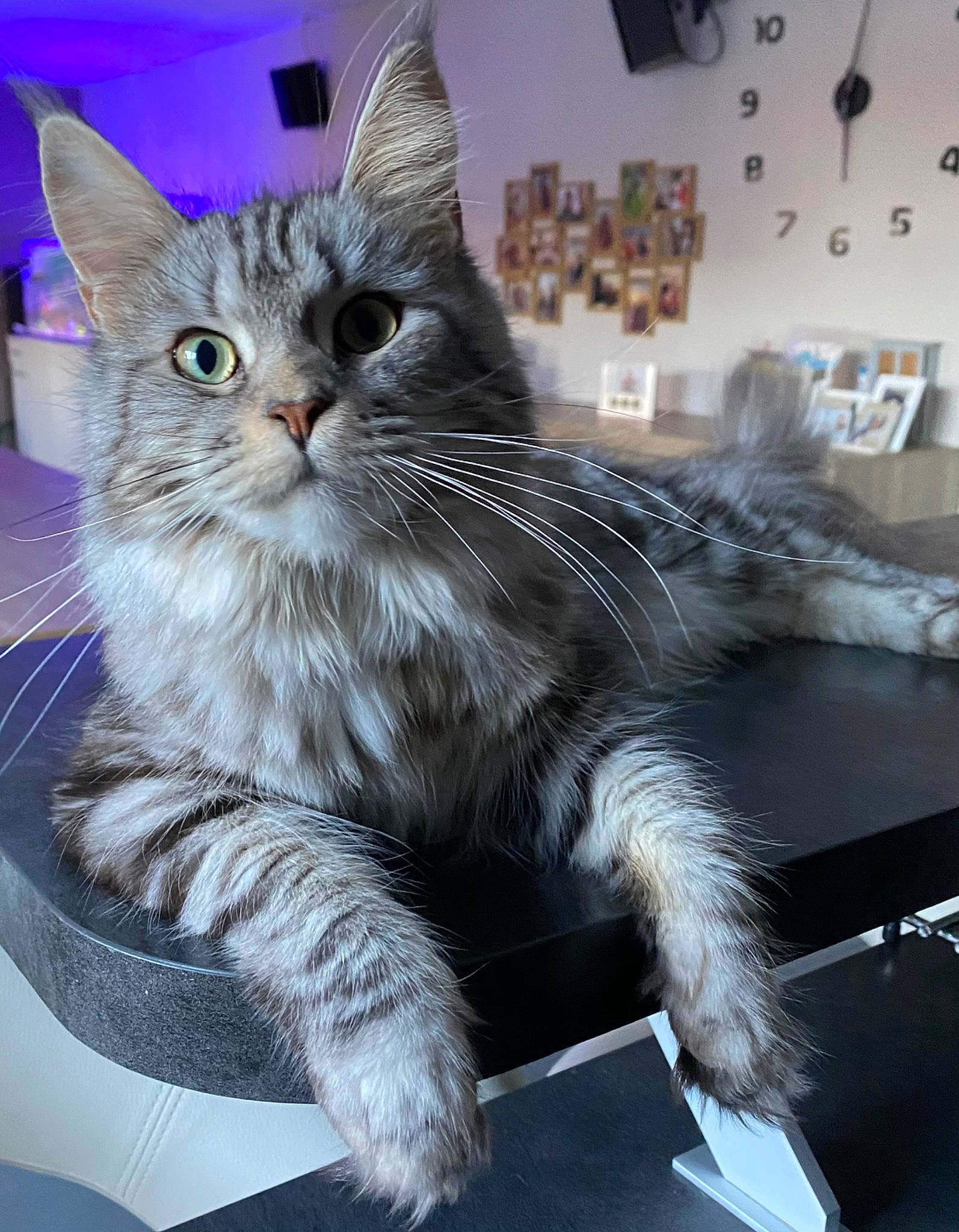 Tya a rejoint le concours — aidez-le/la à gagner de superbes lots ! bed, carnivore, cat, claw, comfort, domestic_short_haired_cat, drawer, electric_blue, felidae, fur, paw, photo_caption, sitting, small_to_medium_sized_cats, tail, whiskers, window