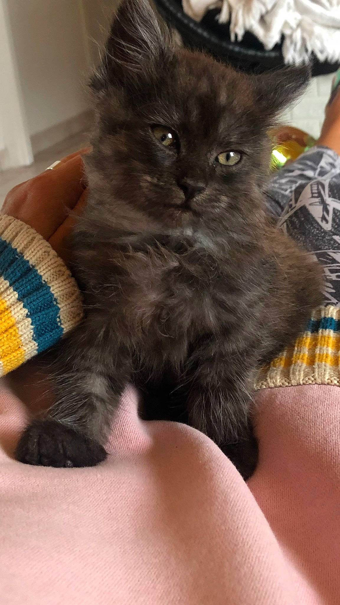 Réglisse a rejoint le concours — aidez-le/la à gagner de superbes lots ! asian_semi_longhair, black_cat, british_longhair, british_semi_longhair, carnivore, cat, domestic_long_haired_cat, felidae, kitten, maine_coon, mammal, nebelung, norwegian_forest_cat, persian, polydactyl_cat, ragamuffin, russian_blue, small_to_medium_sized_cats, vertebrate, whiskers