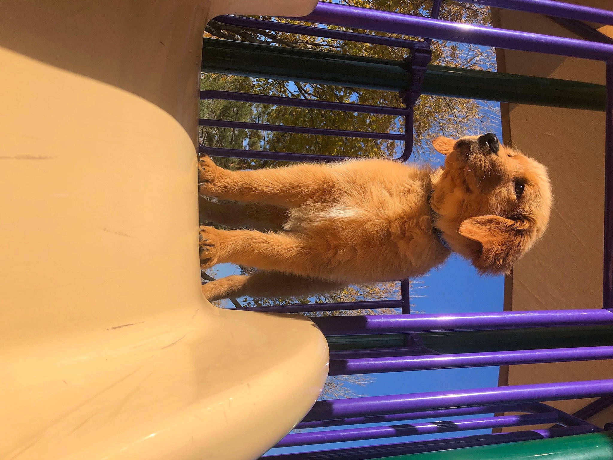 Luke is registered to the contest to win money with this photo: carnivore, dog_breed, fawn, liver, pet_supply, purple, snout, terrestrial_animal, zoo