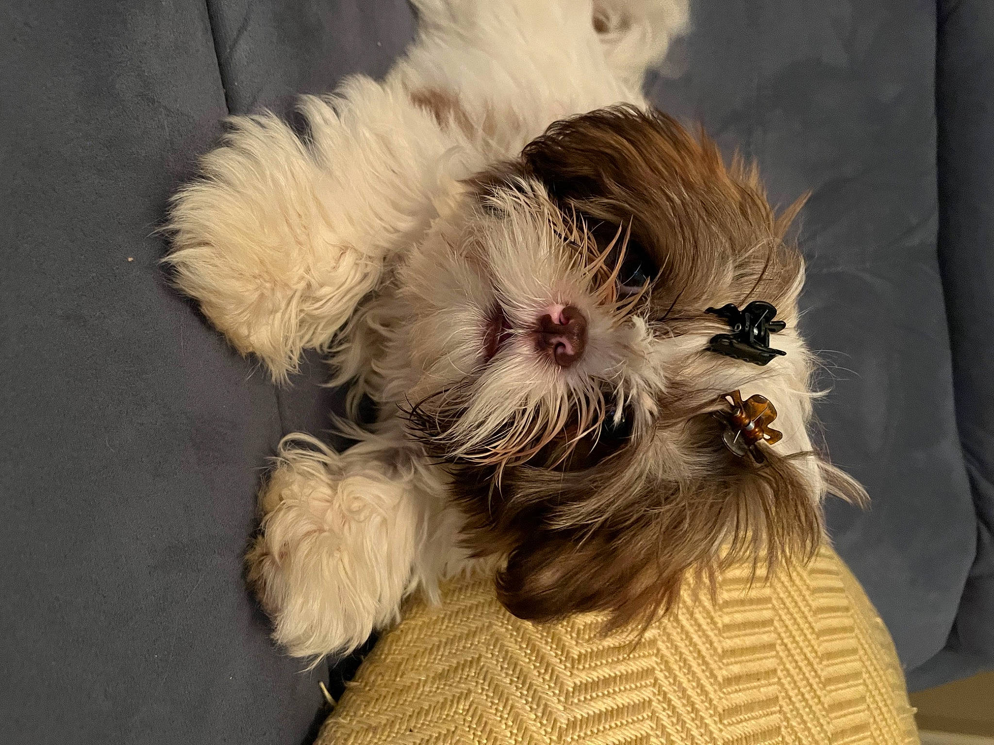 Fireball joined the competition — help win amazing prizes! canidae, carnivore, companion_dog, dog, dog_breed, dog_supply, fashion_accessory, fawn, felidae, fur, maltepoo, paw, small_terrier, small_to_medium_sized_cats, snout, sporting_group, terrier, toy_dog, whiskers, working_animal