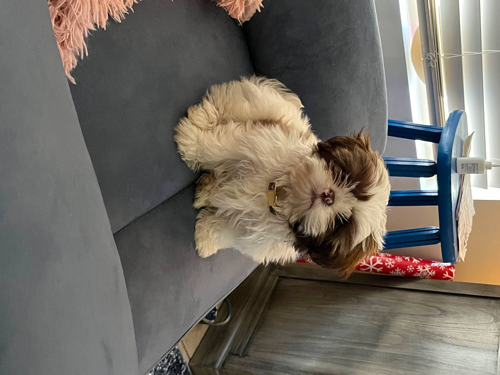 Fireball is registered to the contest to win money with this photo: canidae, carnivore, comfort, companion_dog, dog, dog_breed, felidae, fur, hardwood, nap, room, small_terrier, small_to_medium_sized_cats, snout, tail, terrier, toy_dog, whiskers, wood, working_animal