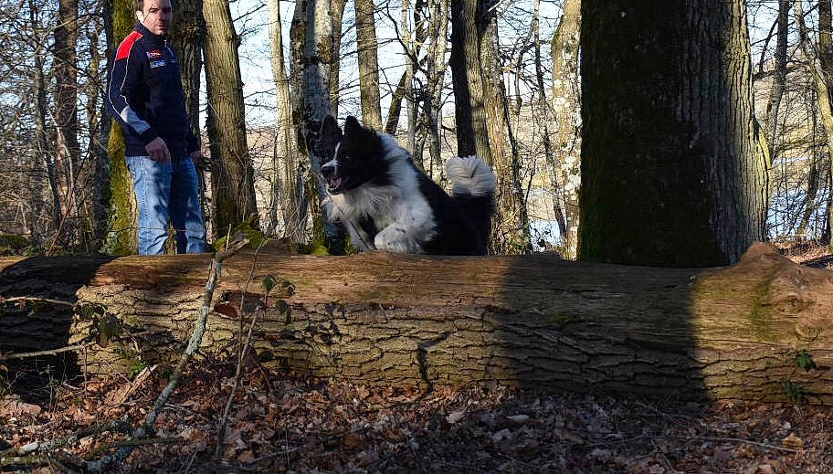 Isko a rejoint le concours — aidez-le/la à gagner de superbes lots ! border_collie, canidae, carnivore, dog, dog_breed, forest, siberian_husky, sporting_group, tree, trunk, woodland, working_dog