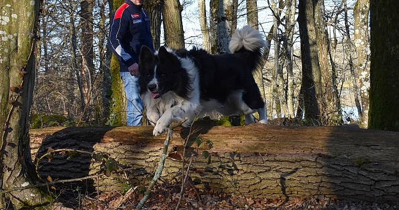 Isko a rejoint le concours — aidez-le/la à gagner de superbes lots ! border_collie, bucovina_shepherd_dog, canidae, carnivore, dog, dog_breed, drentse_patrijshond, english_springer_spaniel, karakachan_dog, karelian_bear_dog, landseer, large_munsterlander, mammal, sporting_group, stabyhoun, tornjak, vertebrate, working_dog