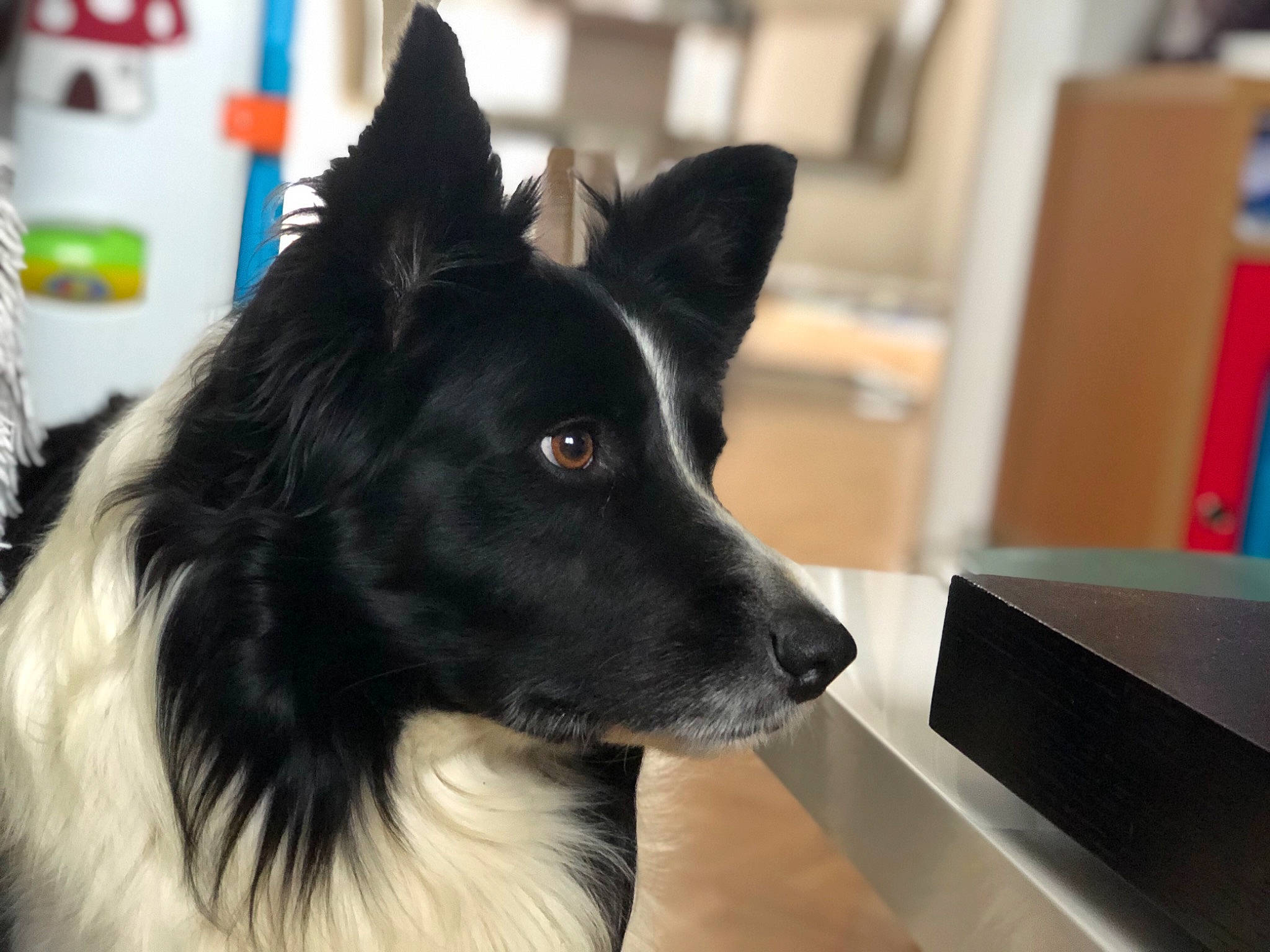 Isko a rejoint le concours — aidez-le/la à gagner de superbes lots ! belgian_shepherd, border_collie, canidae, carnivore, dog, dog_breed, ear, groenendael, herding_dog, mammal, shiloh_shepherd_dog, snout, vertebrate, working_dog